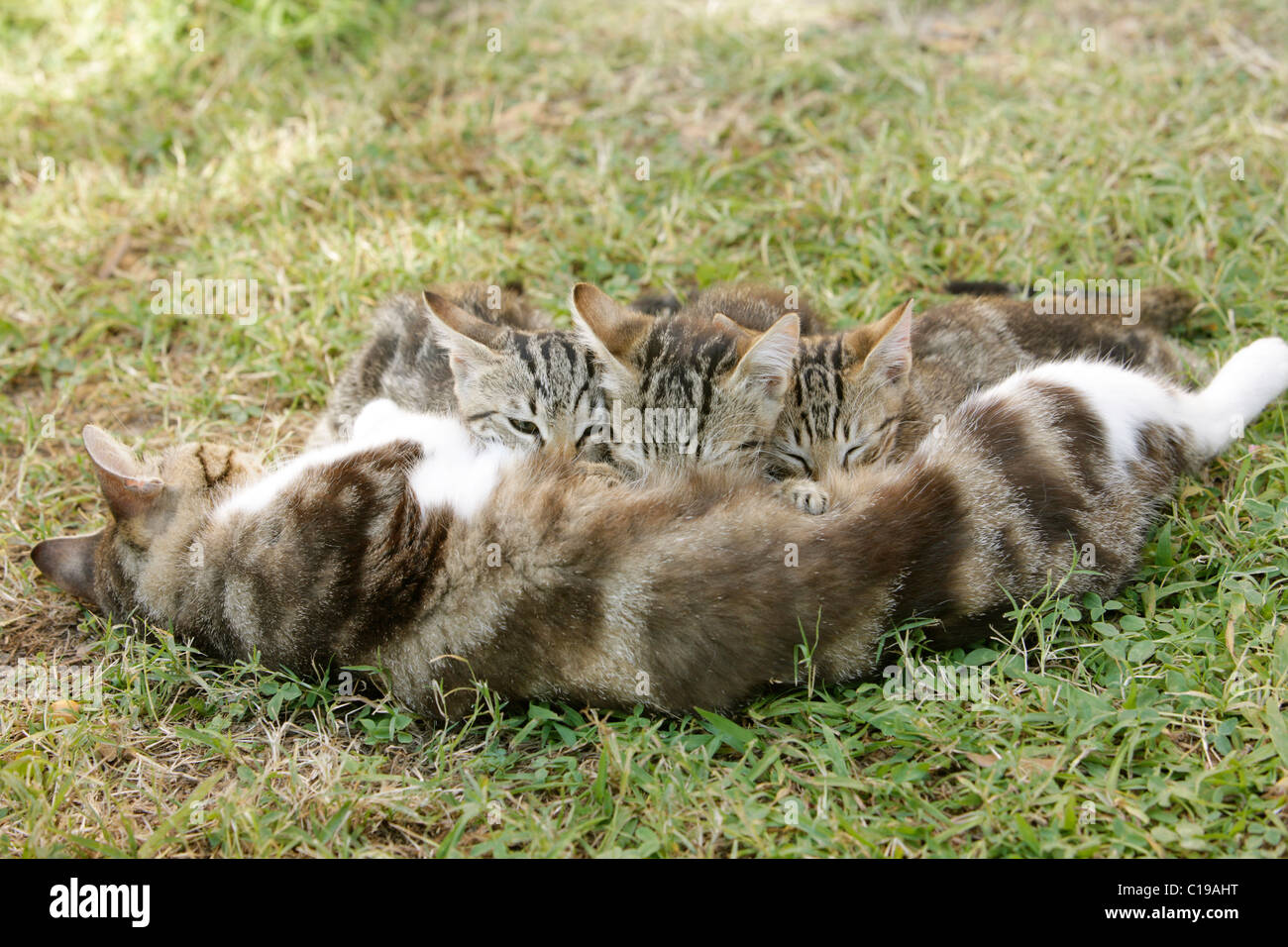 Gatto sdraiato durante la poppata gattini Foto Stock