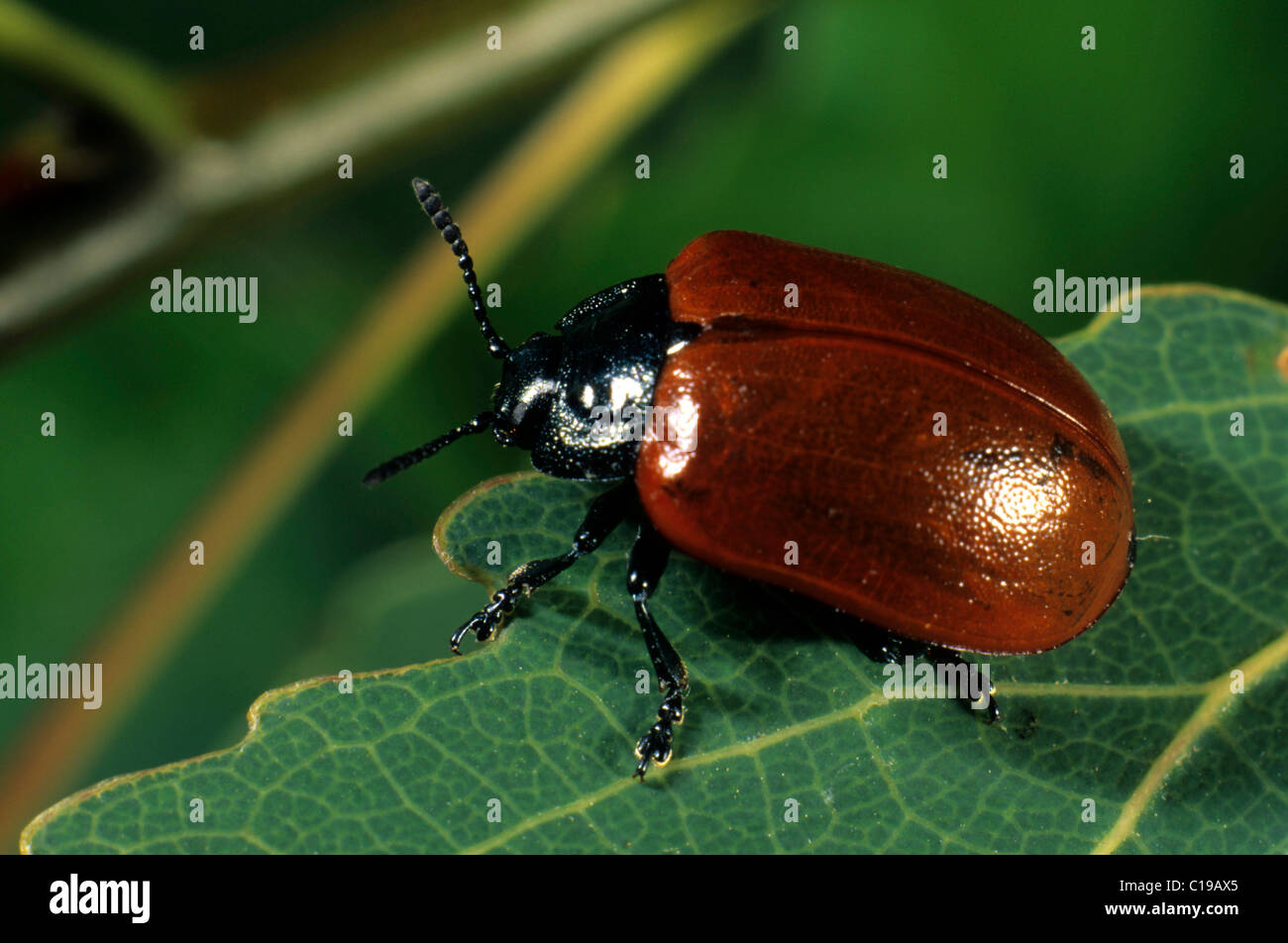 Foglia di pioppo Beetle (Chrysomela populi) Foto Stock