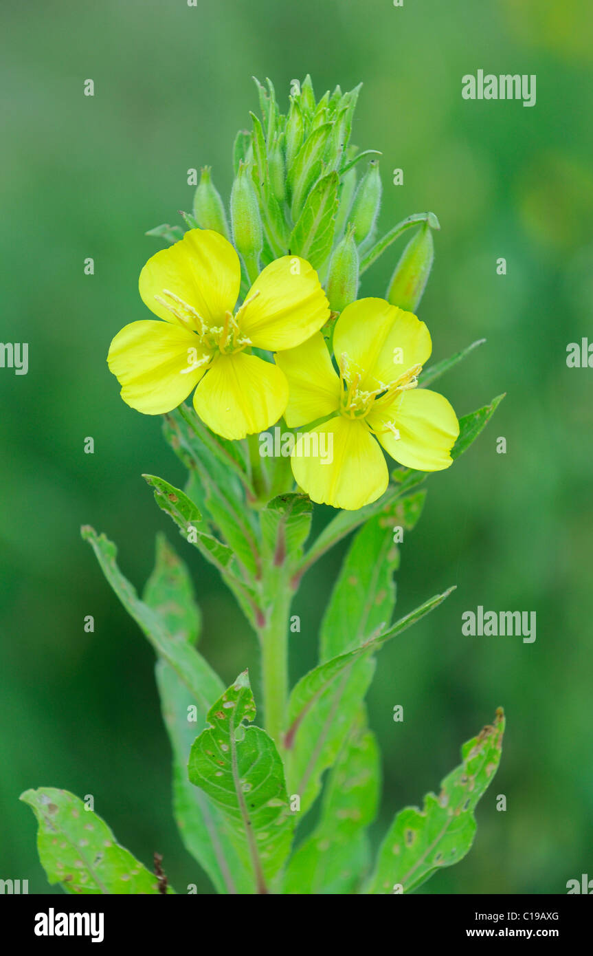 Grande o Mullein comune (Molène thapsus) Foto Stock