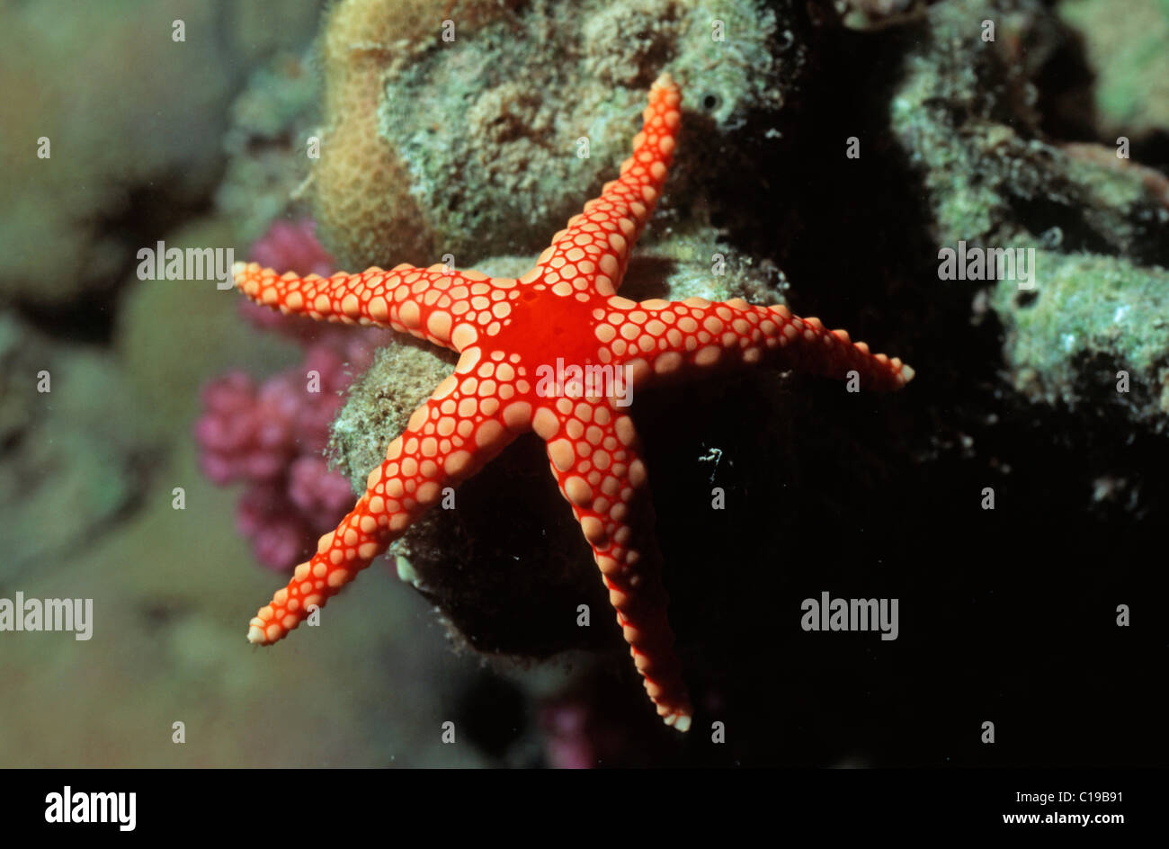 Marmo di colore arancione Starfish (Fromia monilis), Mar Rosso, Egitto, Africa Foto Stock
