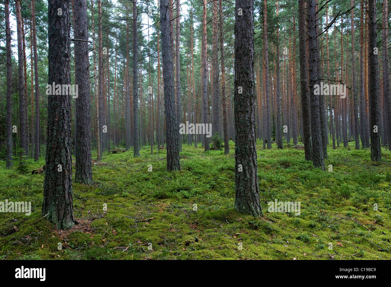 Aabla Raba, pineta in Lahemaa National Park, Estonia, Paesi Baltici, a nord-est Europa Foto Stock
