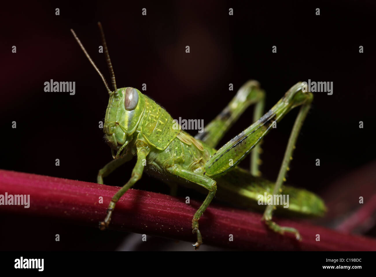 Cricket sullo stelo della pianta presa presso i Giardini Botanici di Brisbane Australia Foto Stock