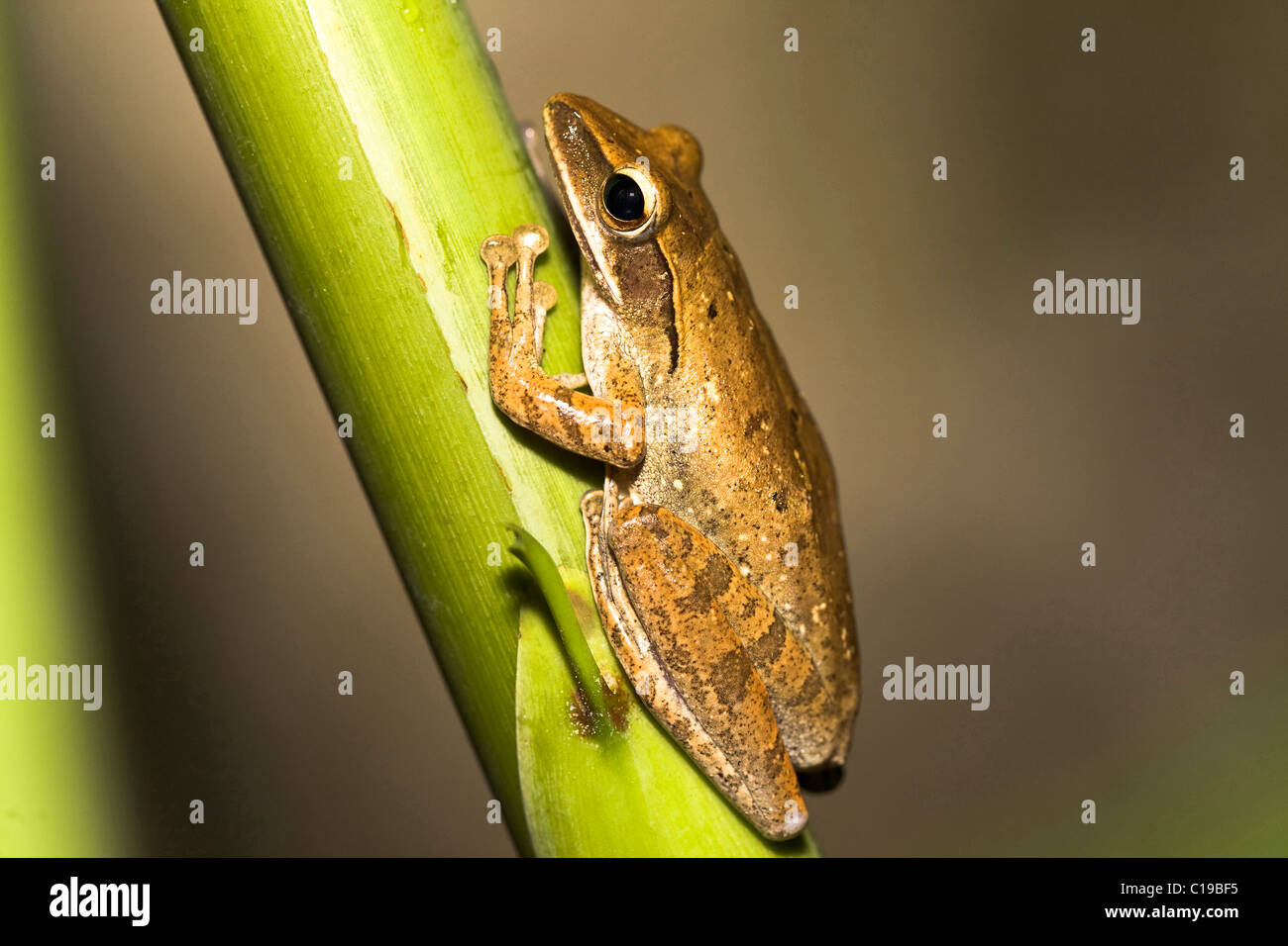 Un anfibio tailless con un breve corpo tozzo, umido la pelle liscia e molto lunghe zampe posteriori per salto Foto Stock