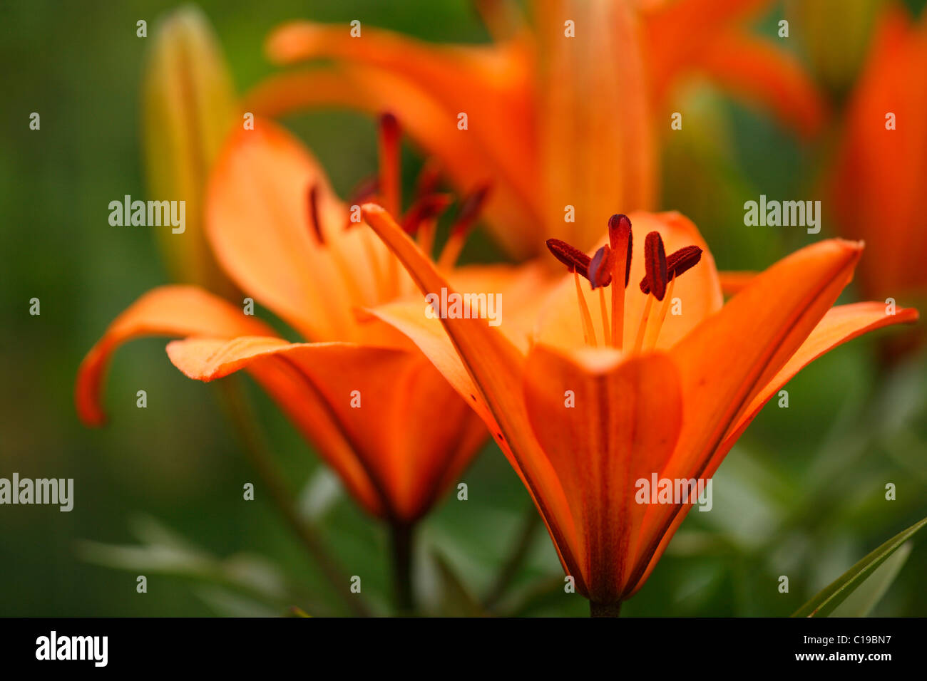 Giglio rosso (Lilium bulbiferum), pianta di giardino, Baviera, Germania, Europa Foto Stock