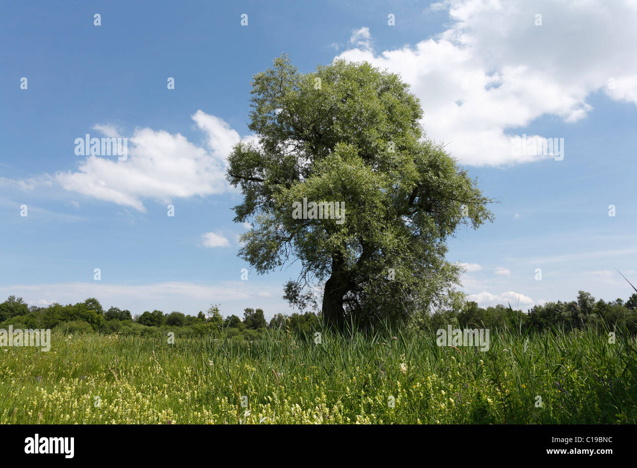 Il salice bianco (Salix alba) nel terreno paludoso vicino Prien, Chiemgau, Alta Baviera, Germania, Europa Foto Stock