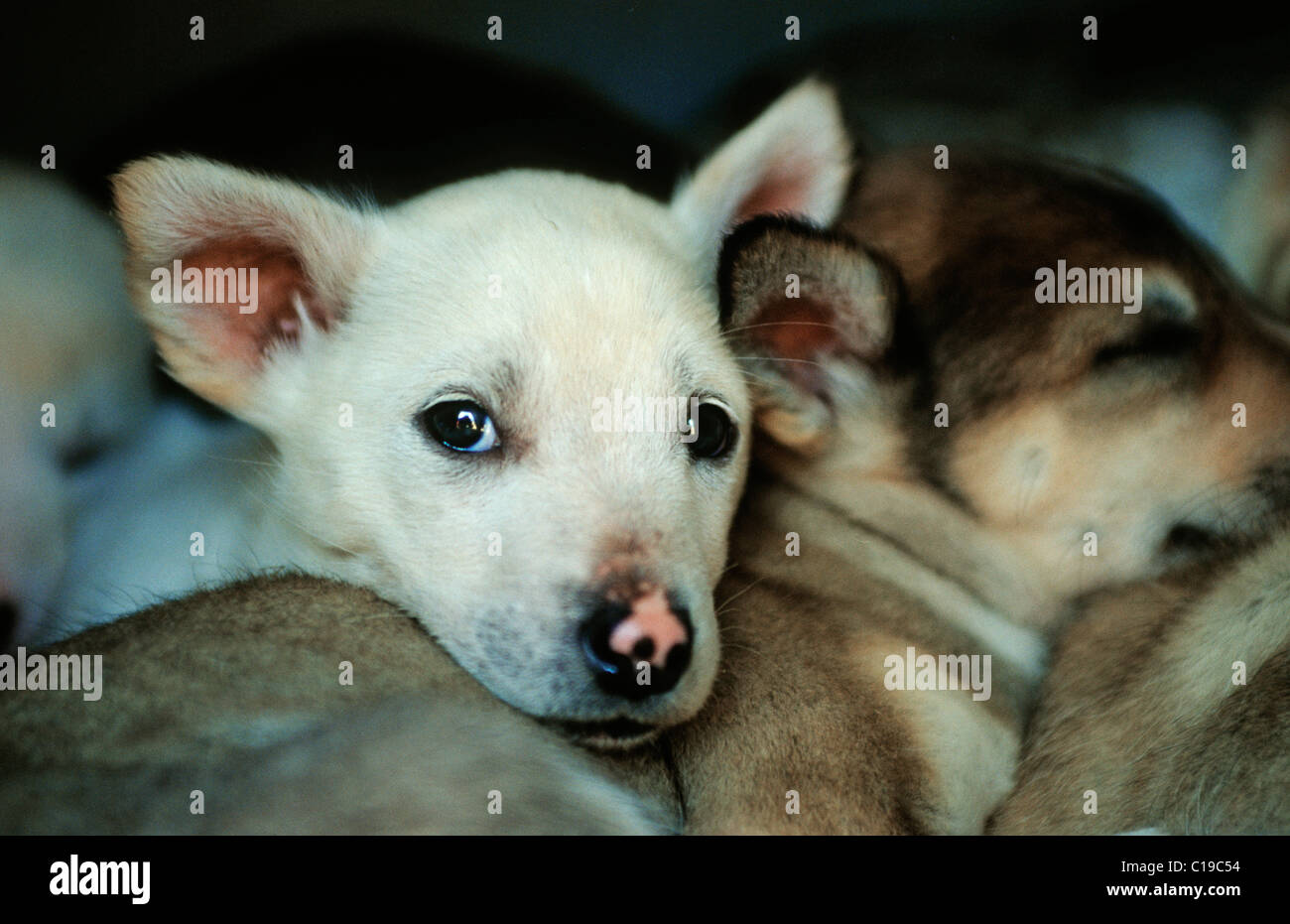 Sled Dog cucciolo, giovani slitte trainate da cani huddling insieme Foto Stock