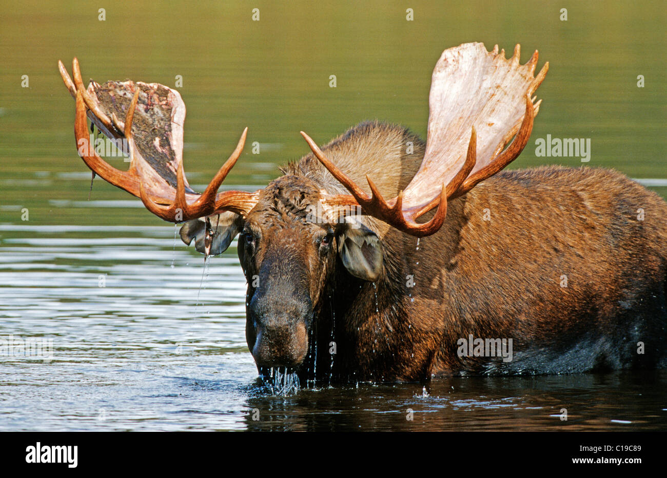 Alci o Elk (Alces alces) in piedi in acqua, Parco Nazionale di Denali, Alaska, STATI UNITI D'AMERICA Foto Stock