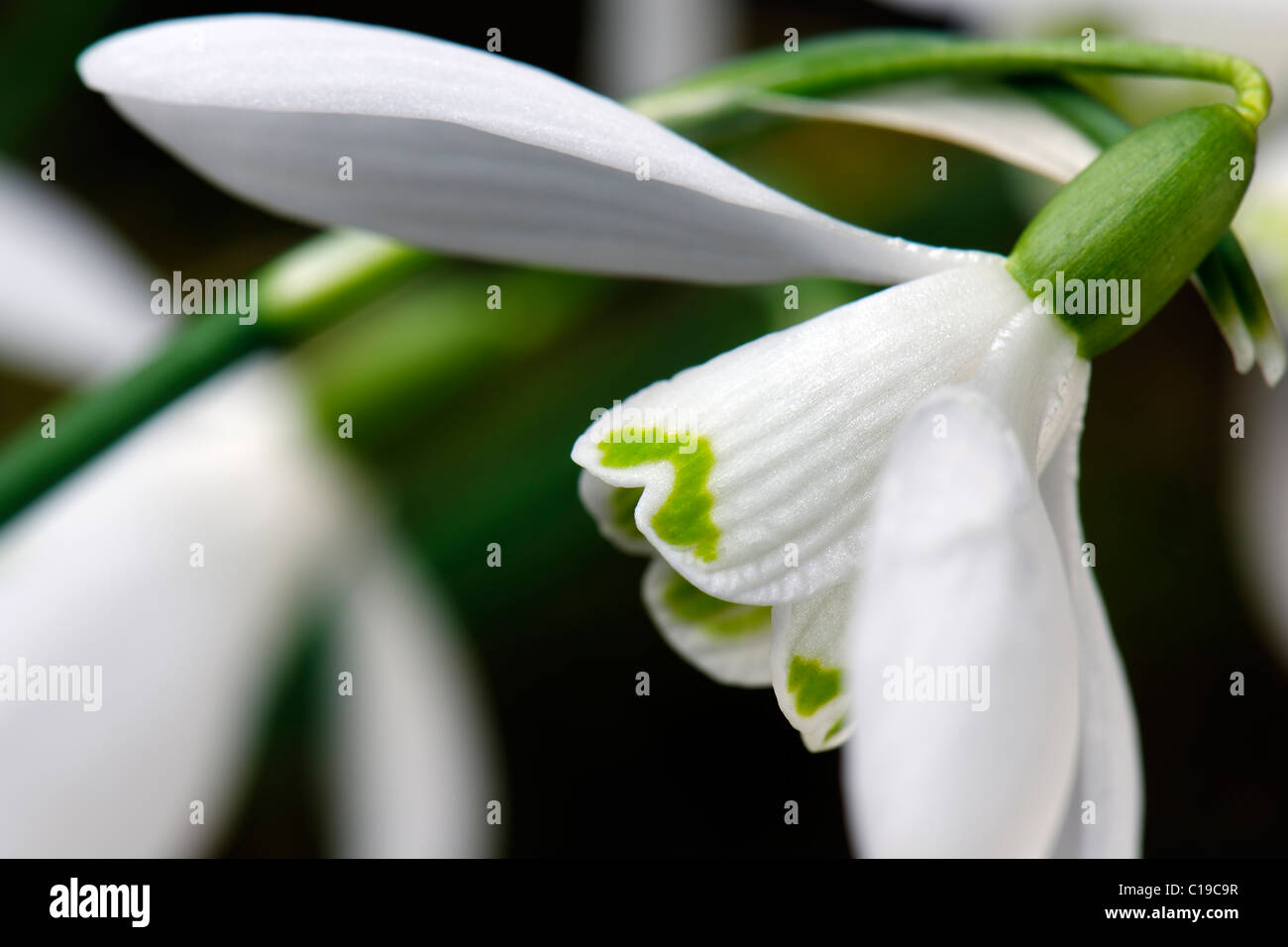 Bucaneve - Galanthus nivalis_ Foto Stock