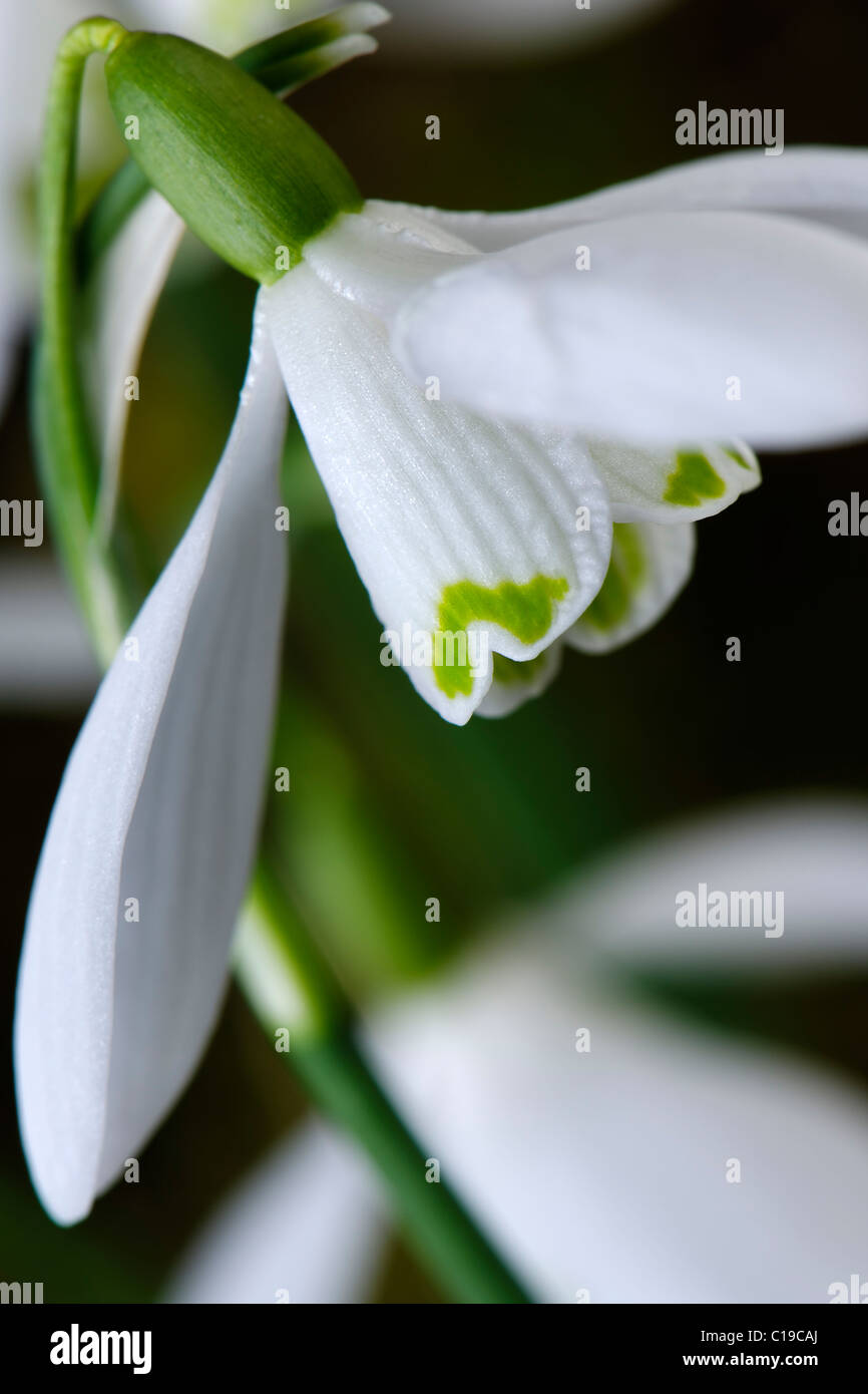 Bucaneve - Galanthus nivalis  Foto Stock