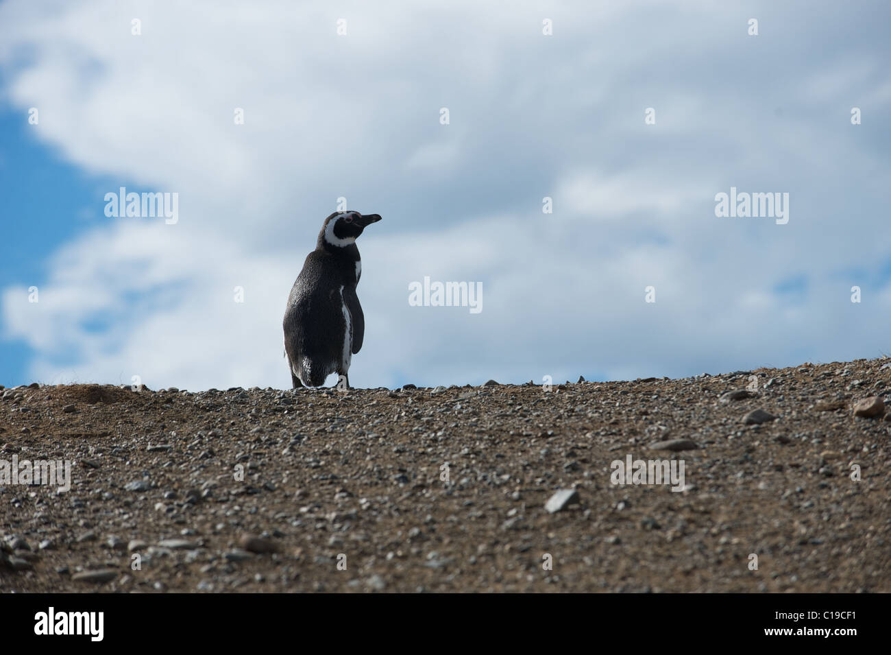 Pinguino in piedi su un bordo. Foto Stock