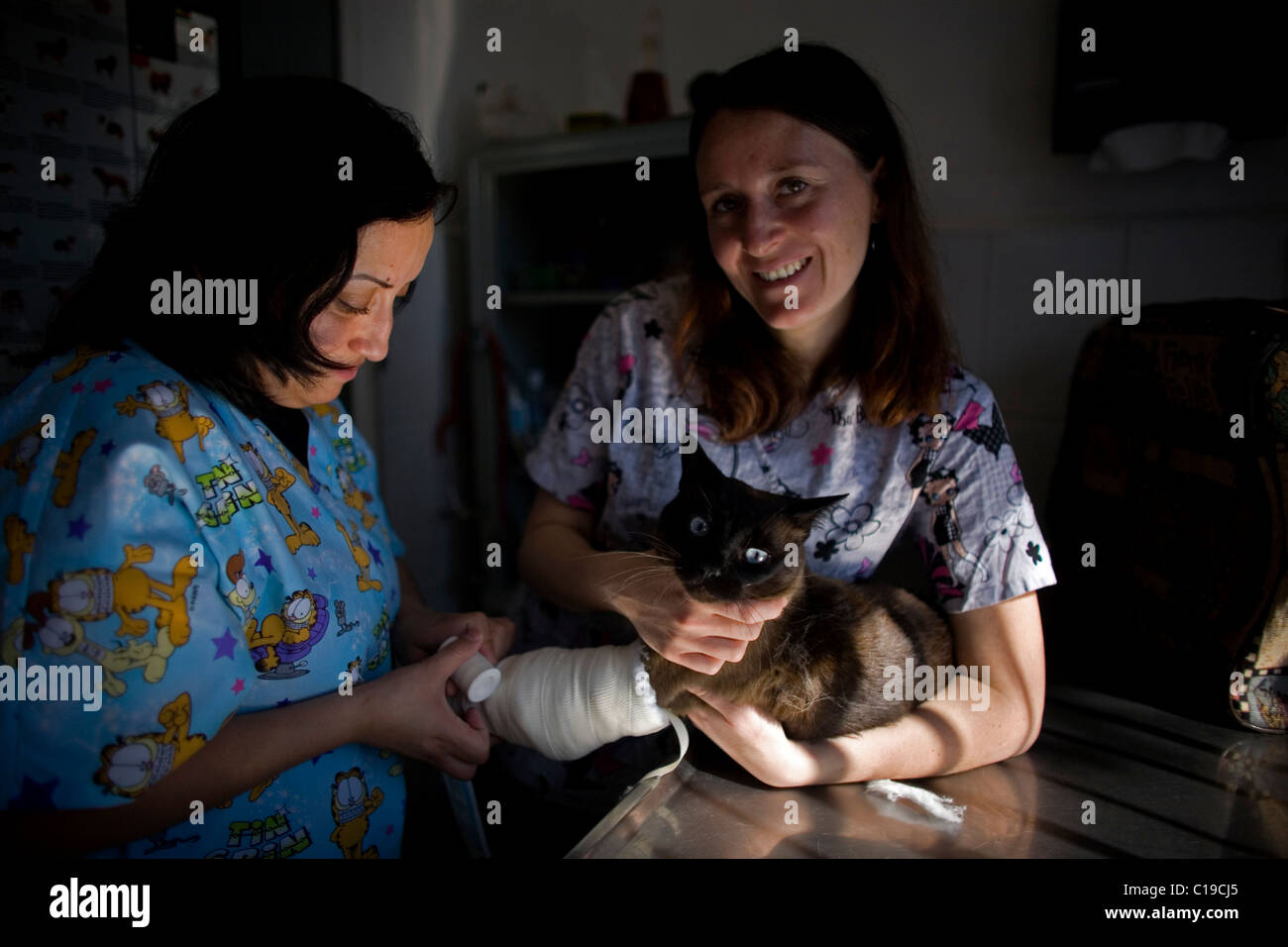 I veterinari bendaggio un gatto è la gamba a un pet Hospital di Condesa, Città del Messico, Messico, 5 febbraio 2011. Foto Stock