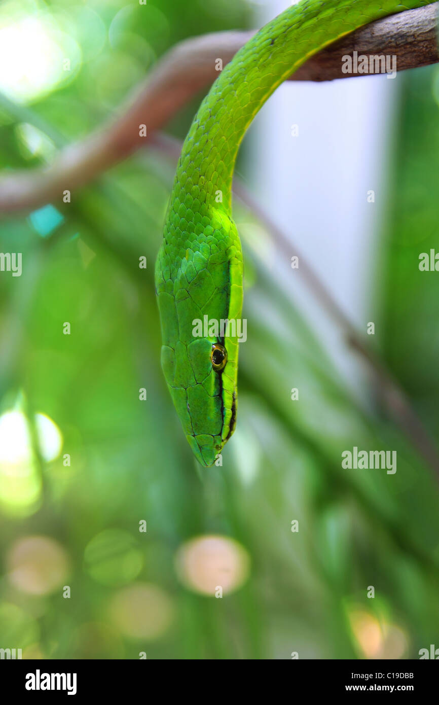 Pappagallo verde serpente Leptophis Ahaetulla America Centrale Parrotsnake gigante Foto Stock