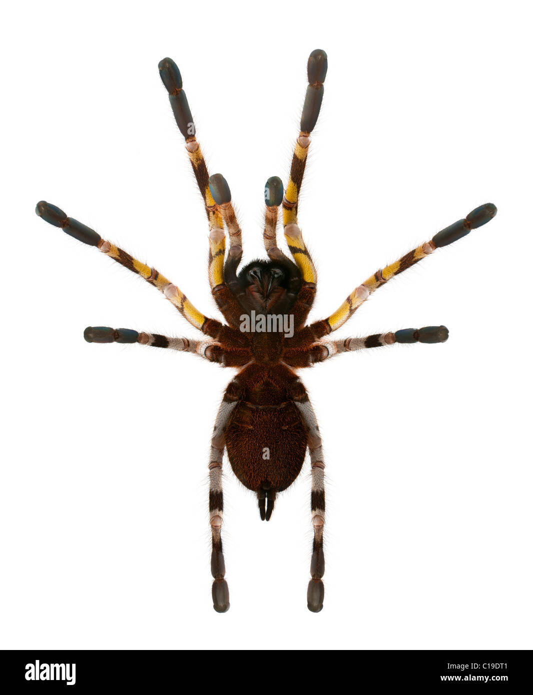 Tarantula spider, Poecilotheria fasciata, di fronte a uno sfondo bianco Foto Stock
