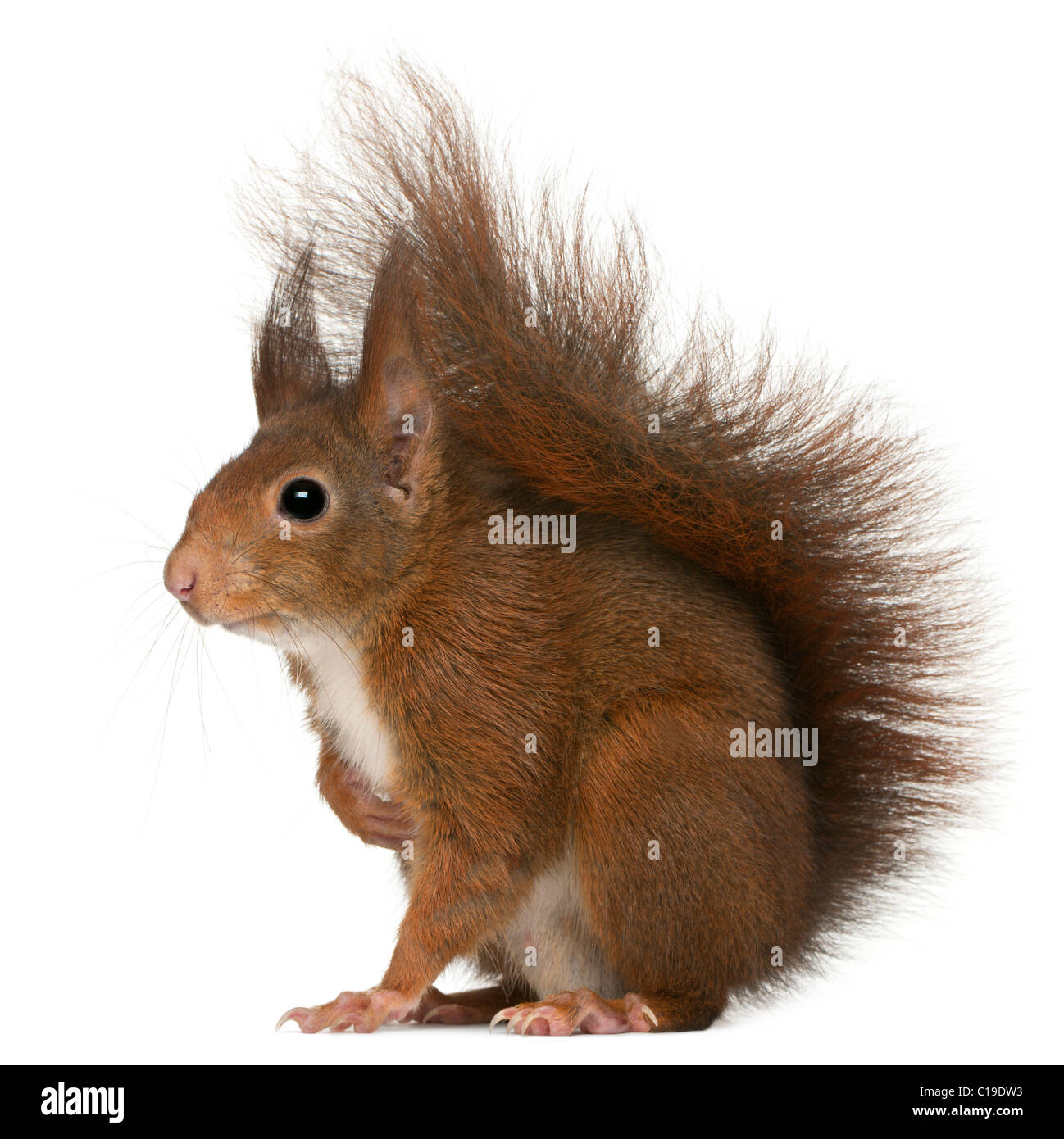 Eurasian scoiattolo rosso Sciurus vulgaris, 4 anni, di fronte a uno sfondo bianco Foto Stock