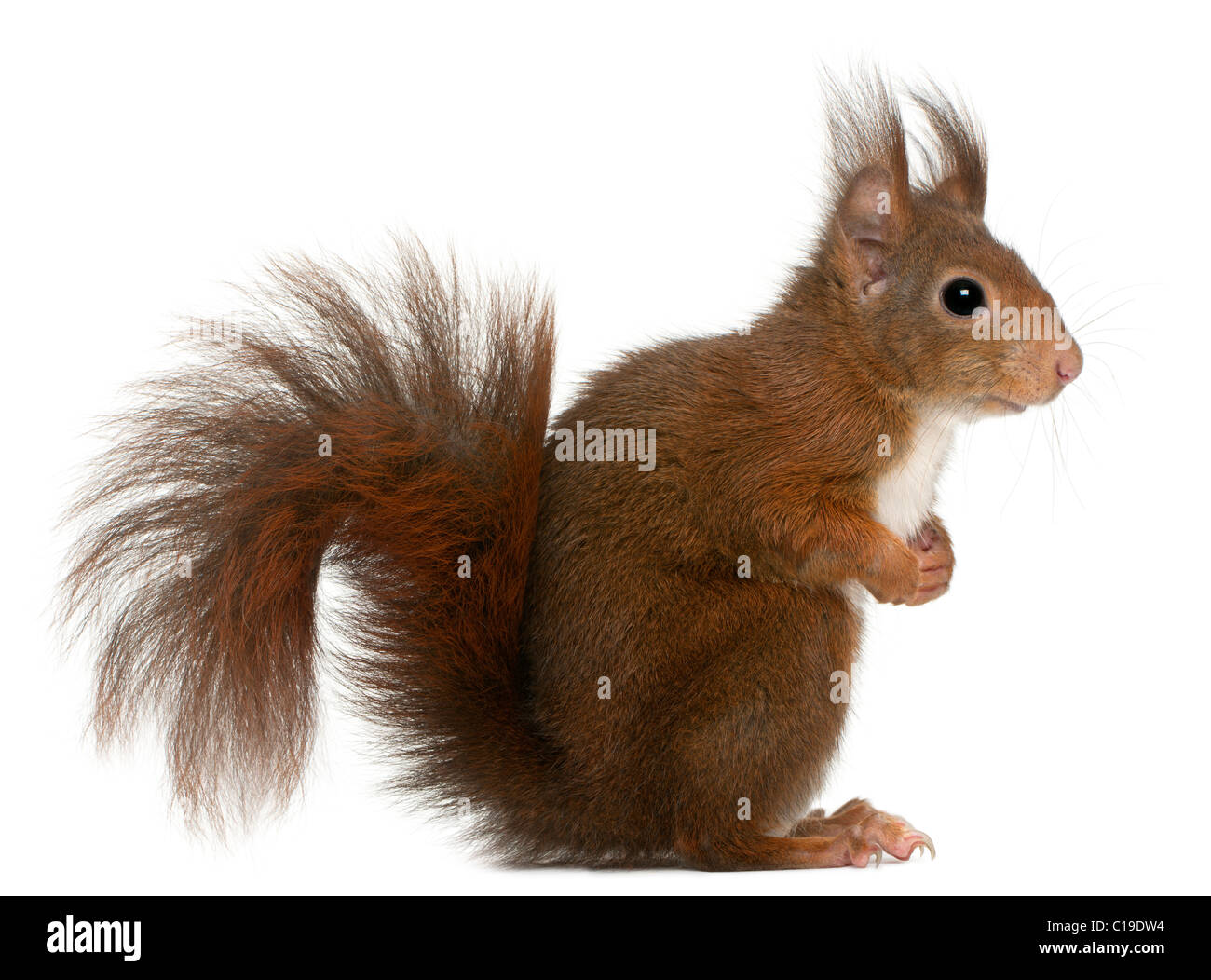 Eurasian scoiattolo rosso Sciurus vulgaris, 4 anni, di fronte a uno sfondo bianco Foto Stock