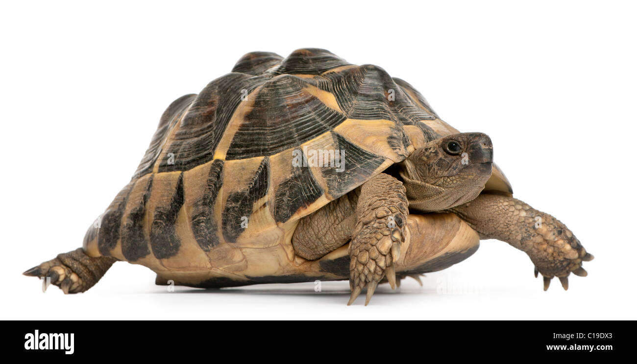Hermann's tartaruga, Testudo hermanni, camminando davanti a uno sfondo bianco Foto Stock