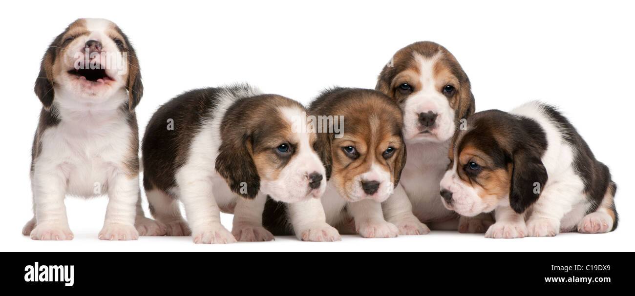Gruppo di cuccioli di Beagle, 4 settimane di età, a sedere in una fila davanti a uno sfondo bianco Foto Stock