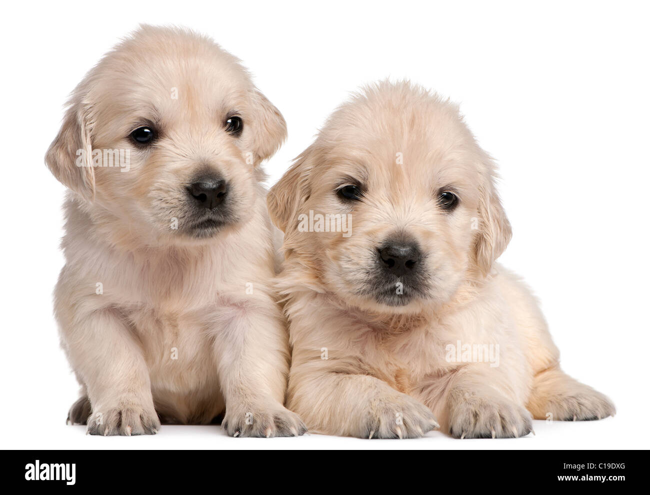 Golden Retriever cuccioli, 4 settimane di età, di fronte a uno sfondo bianco Foto Stock