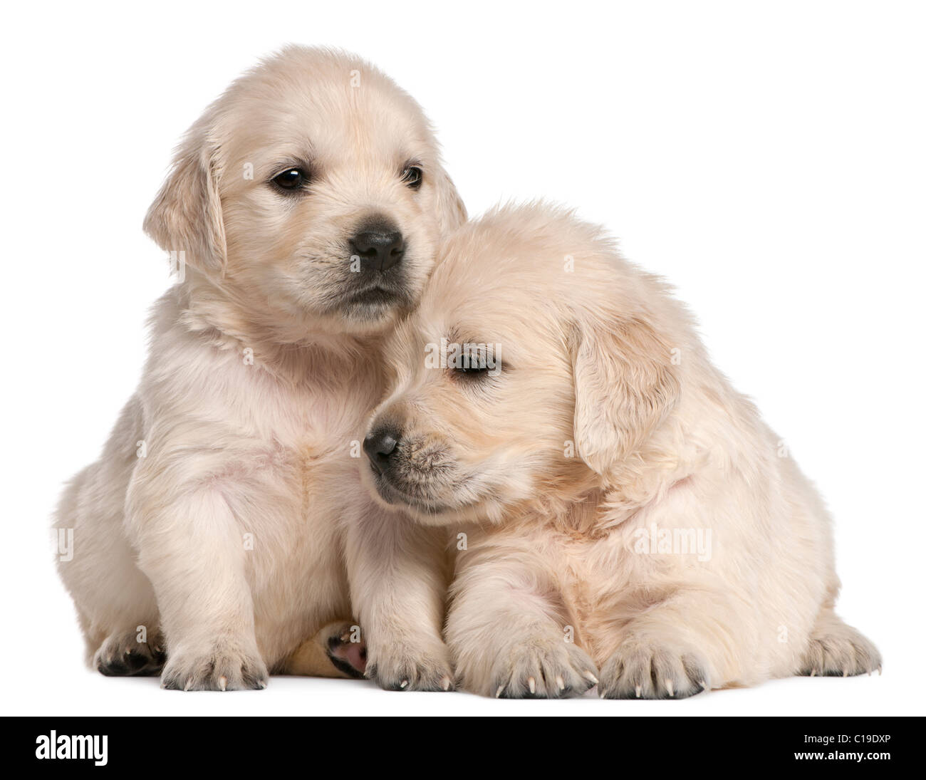 Golden Retriever cuccioli, 4 settimane di età, di fronte a uno sfondo bianco Foto Stock