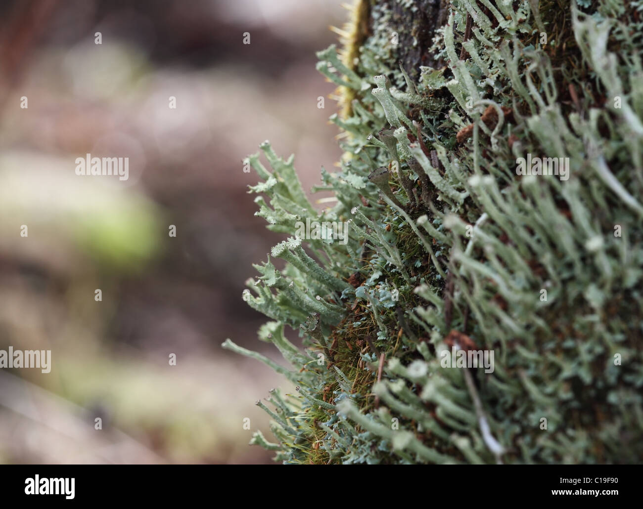 Licheni Cladonia Spp Foto Stock