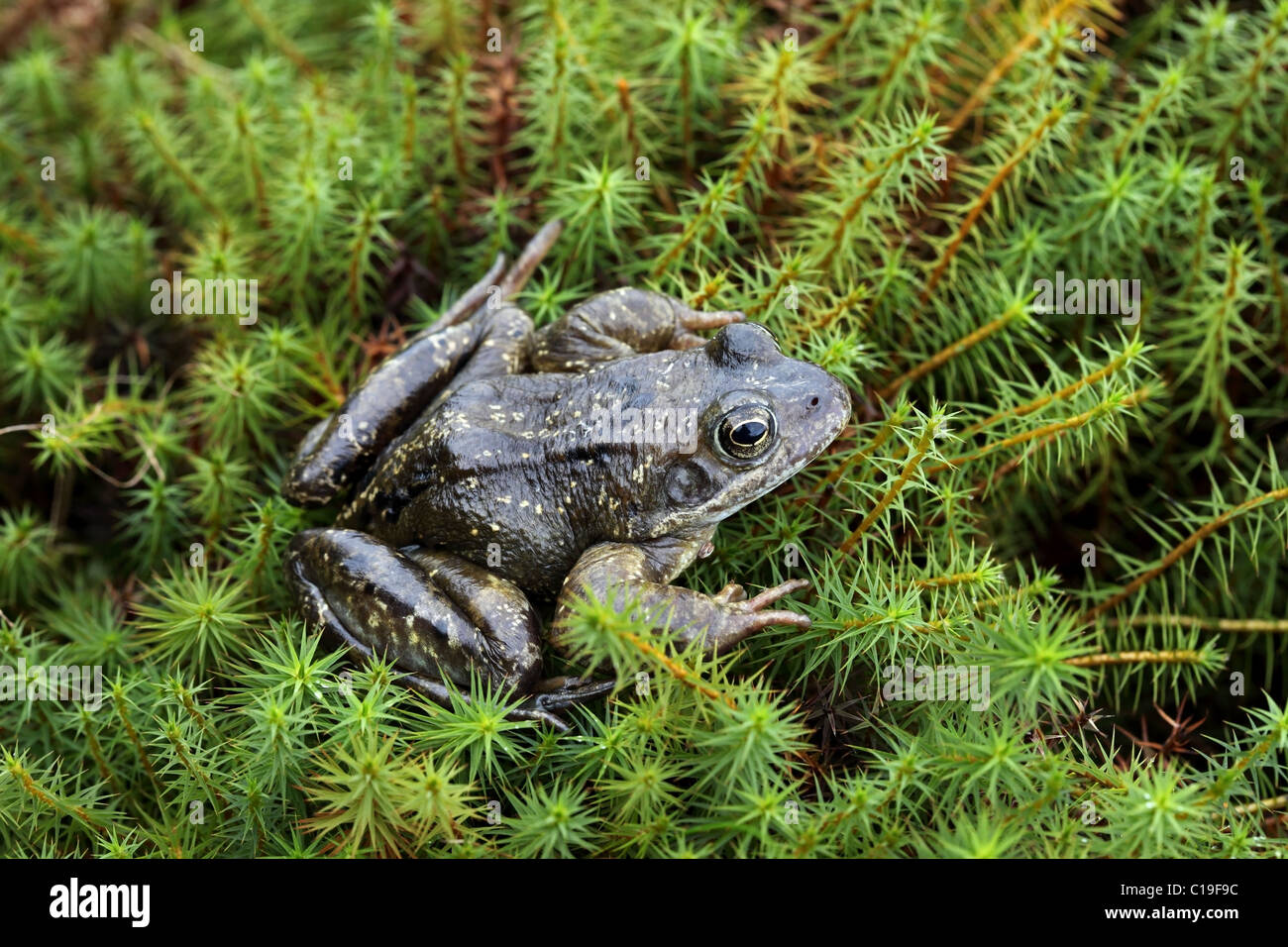 Rana comune (Rana temporaria) UK Foto Stock