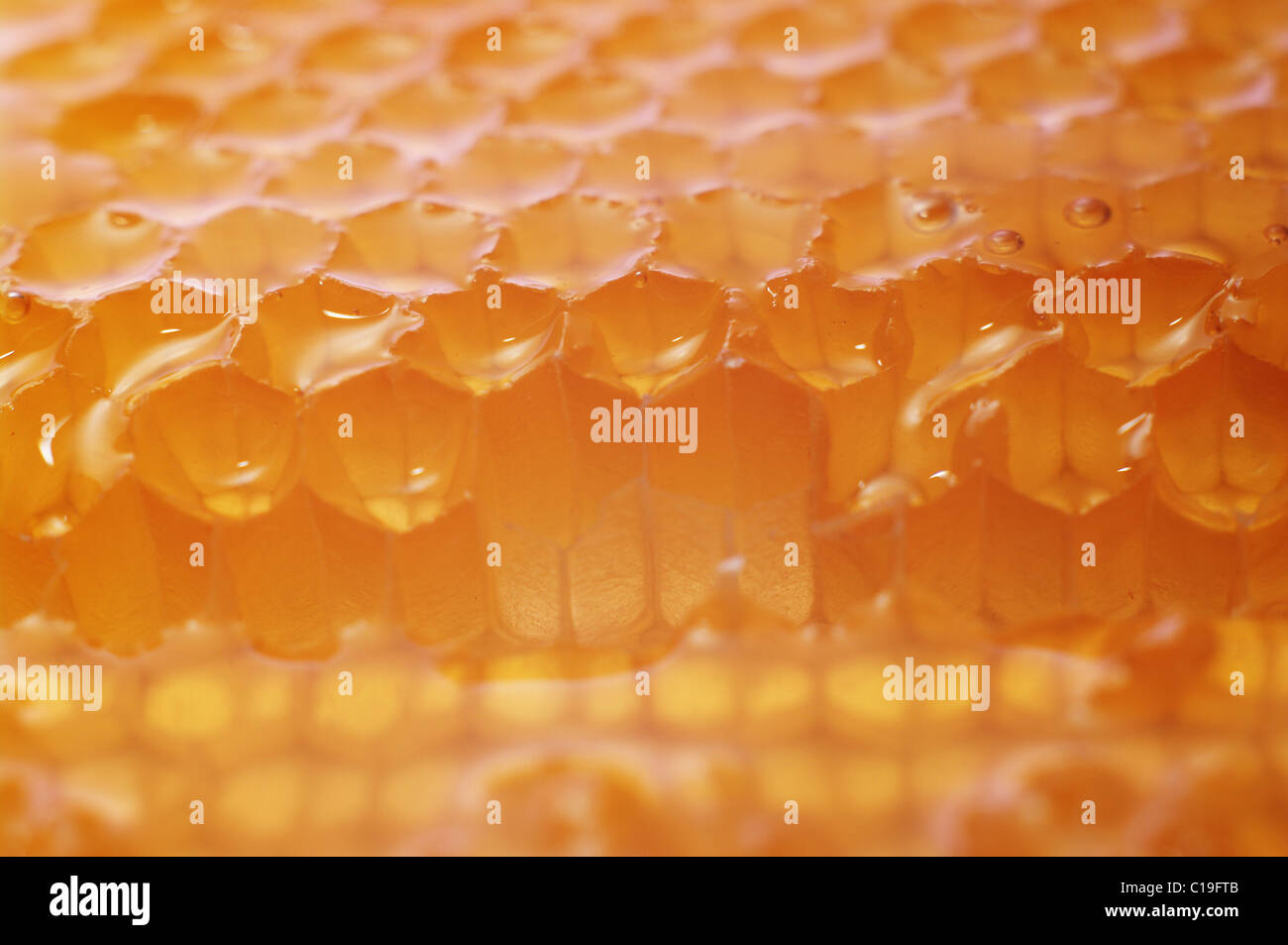 Miele e favo di miele. Tiro obliquo con Dof poco profondo Foto Stock