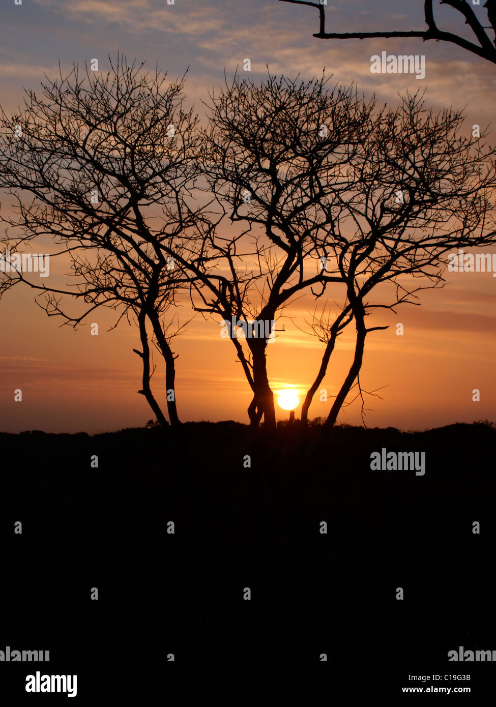 Sun scendendo dietro gli alberi, Cornwall, Regno Unito Foto Stock