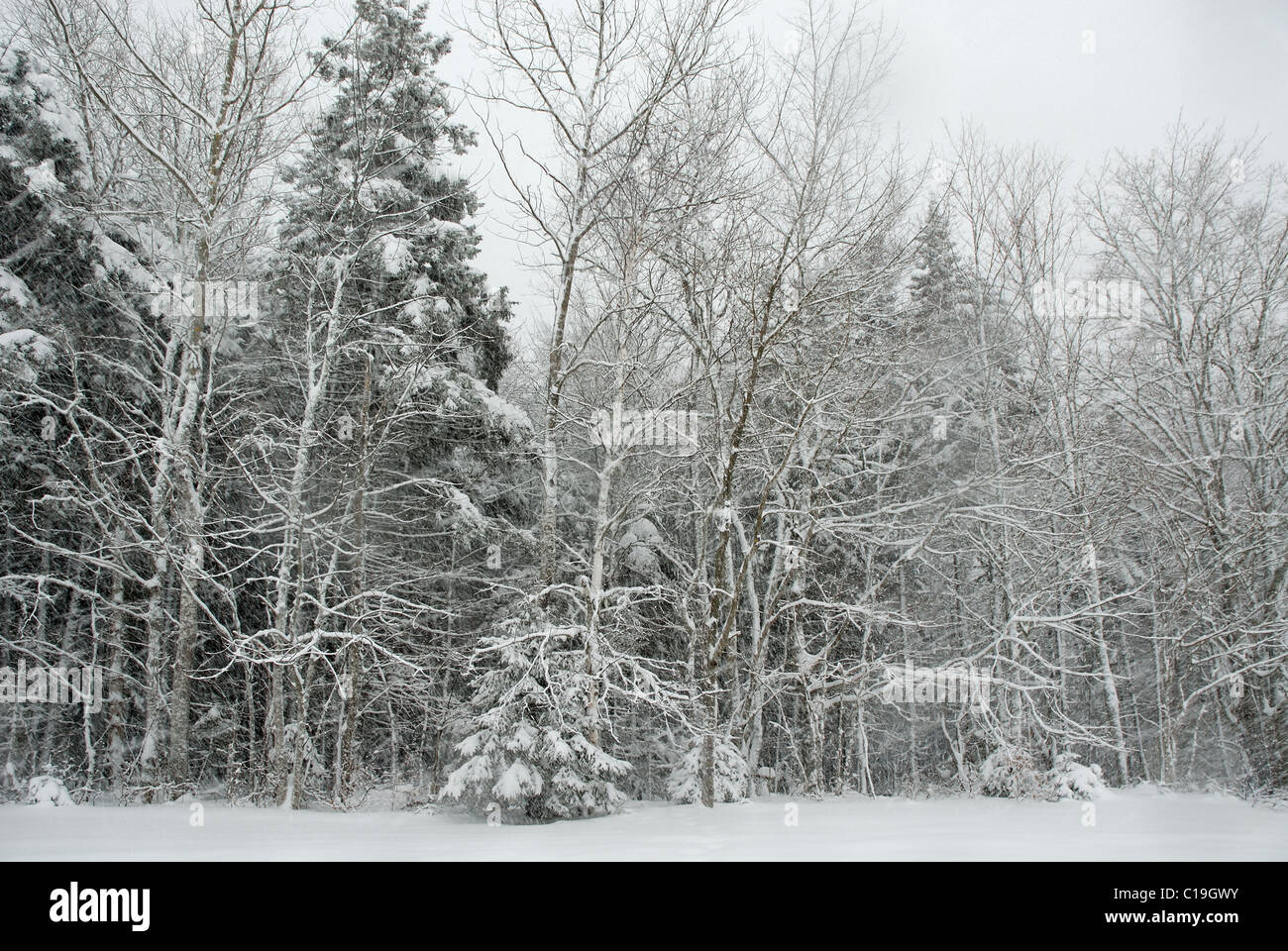 Alberi in Nova Scotia in inverno, coperta di neve Foto Stock