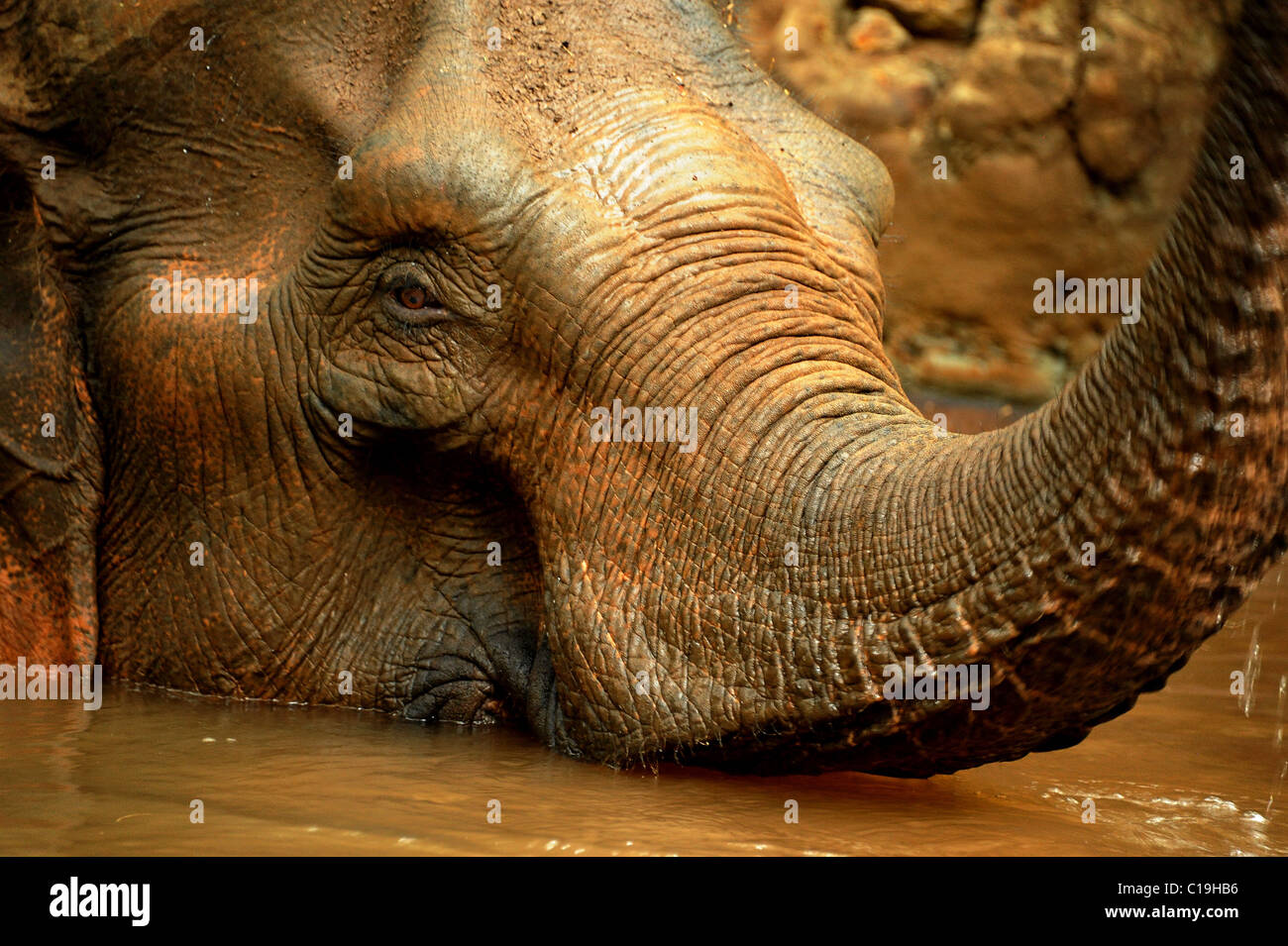 Elefante a un santuario per malati e feriti elefanti che sono stati oberati di lavoro e maltrattamenti. Cambogia Foto Stock