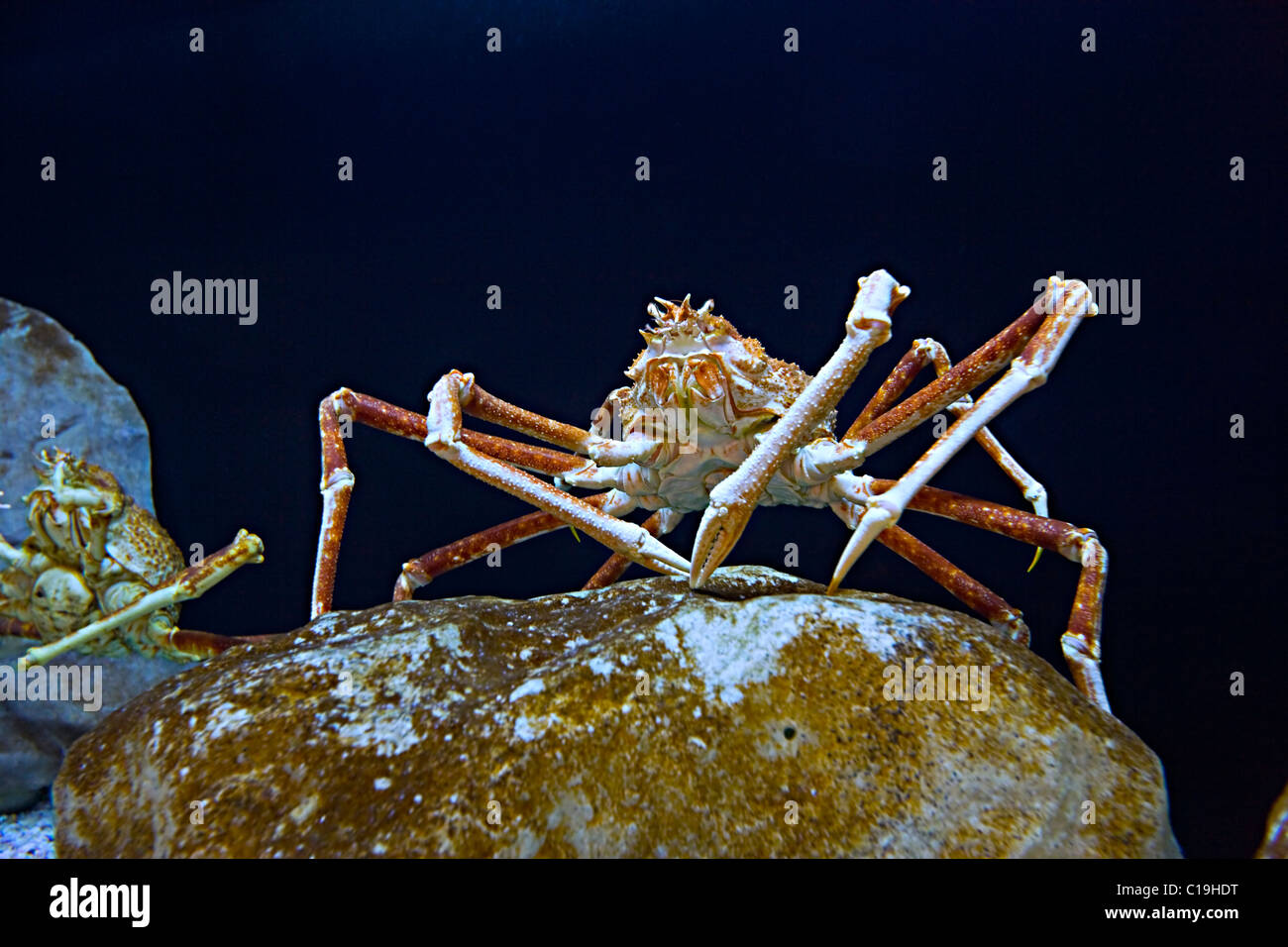 Il gigante giapponese granceola ( macrocheira kaempferi ) Foto Stock