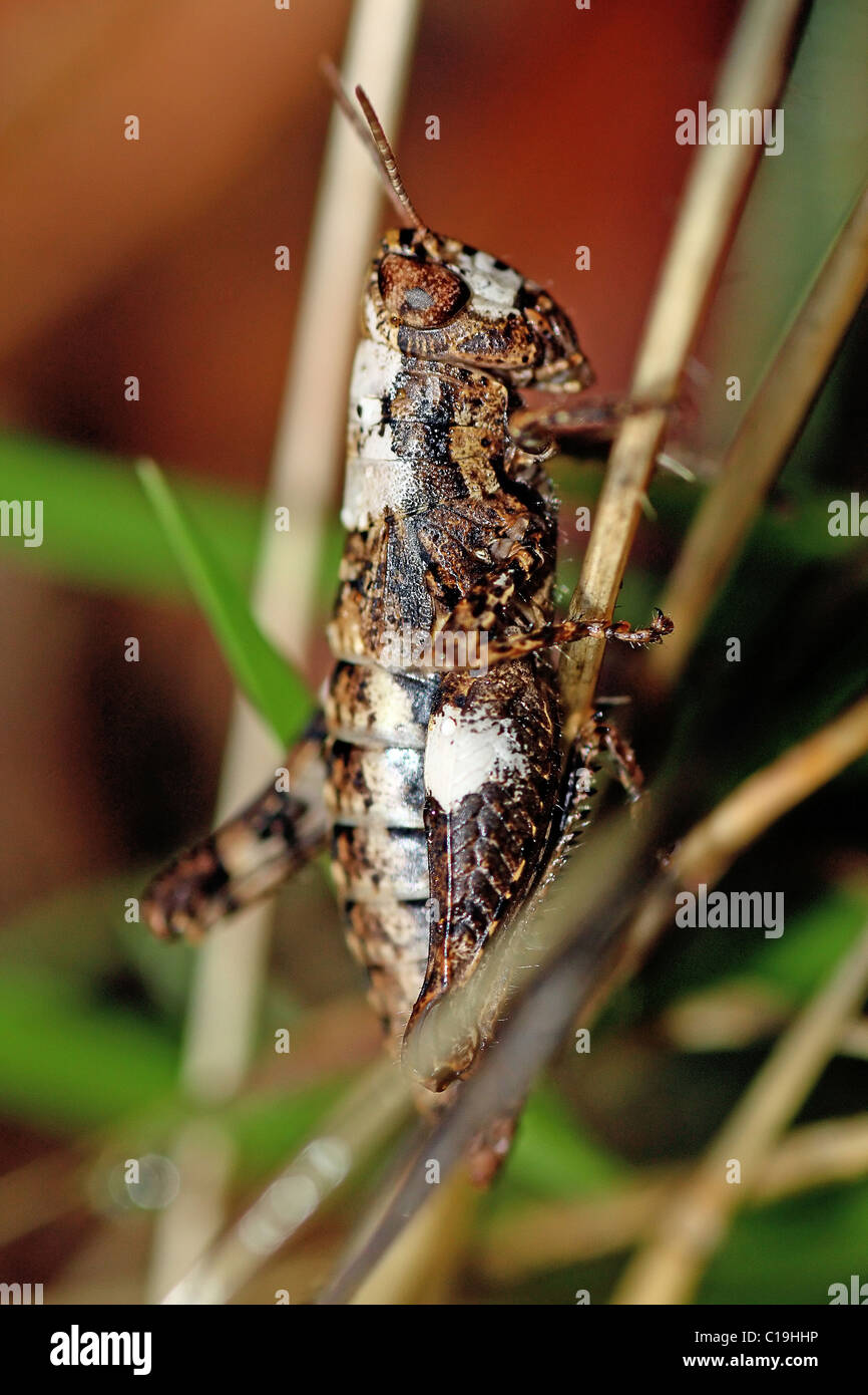 Bianco e Marrone di mimetizzata grasshopper afferrando l'impianto. Foto Stock