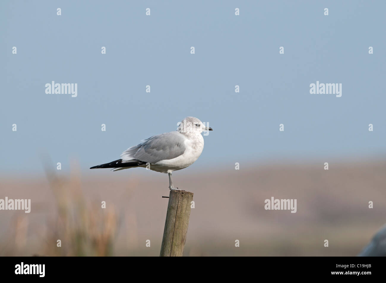 Gabbiano comune Larus canus Cley Norfolk inverno Foto Stock