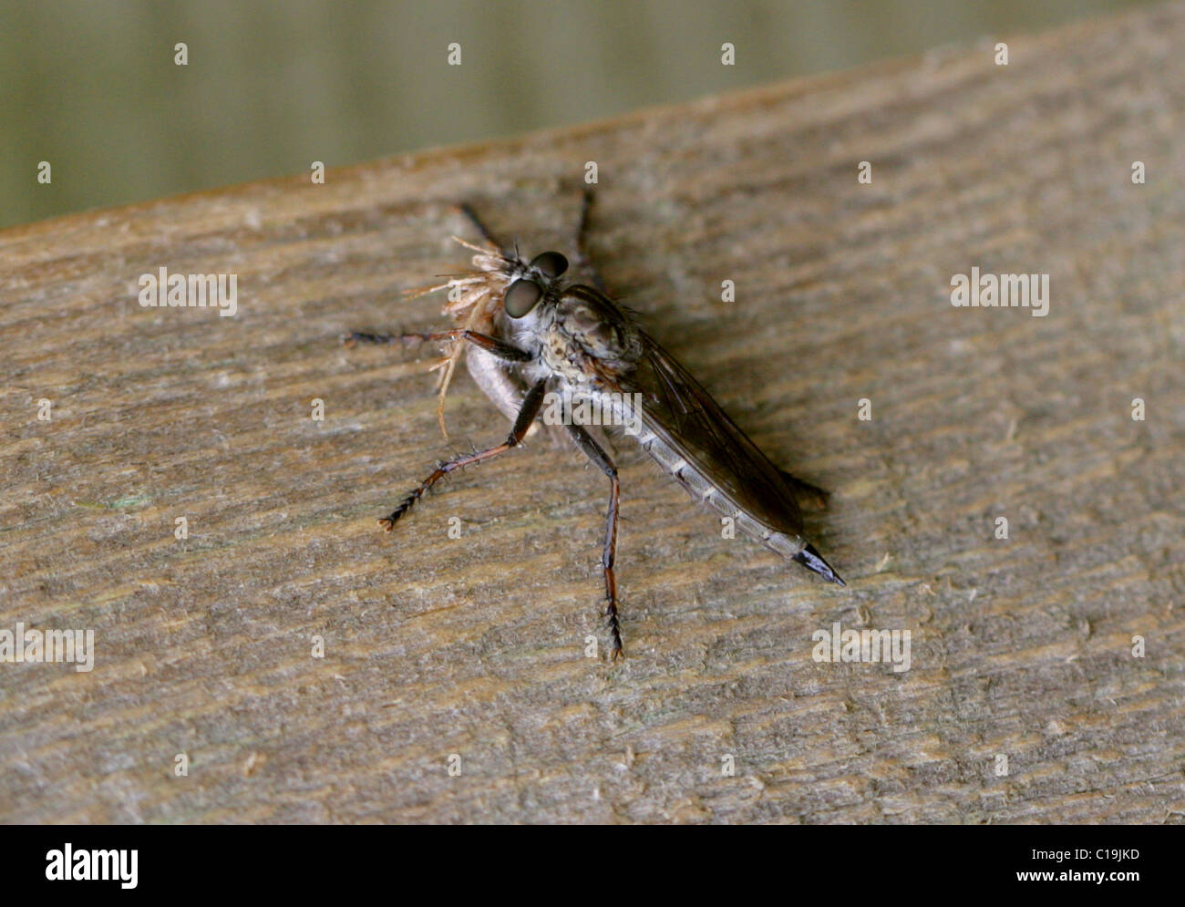 Brown Heath Robberfly, Machimus cingulatus, Asilinae, Asilidae, Diptera. Alimentazione sulla preda. Femmina. Foto Stock