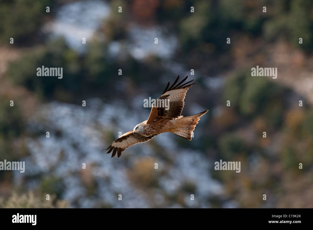Nibbio reale Milvus milvus Spagna inverno Foto Stock