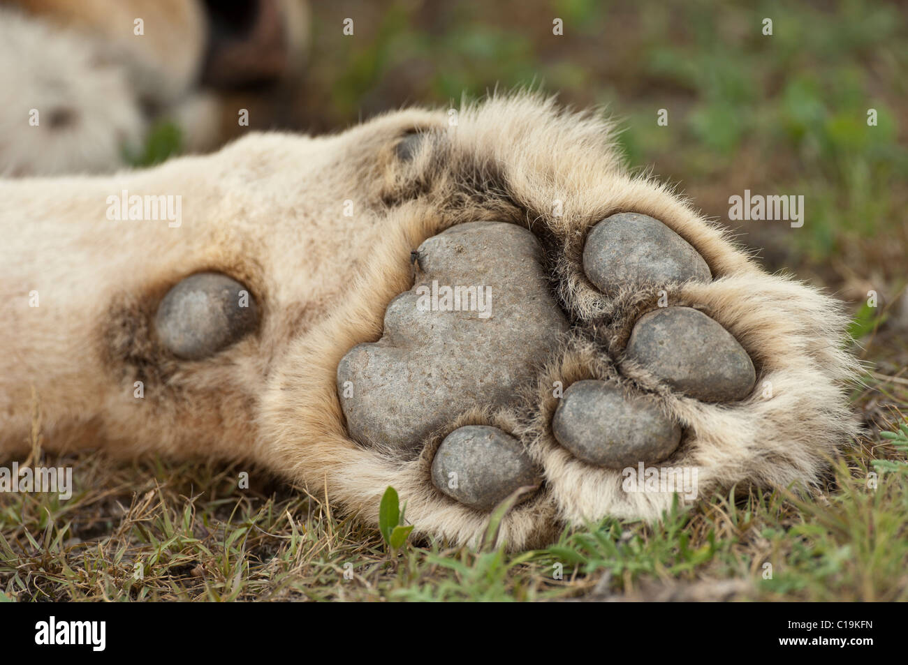 Foto di stock della zampa di una leonessa. Foto Stock