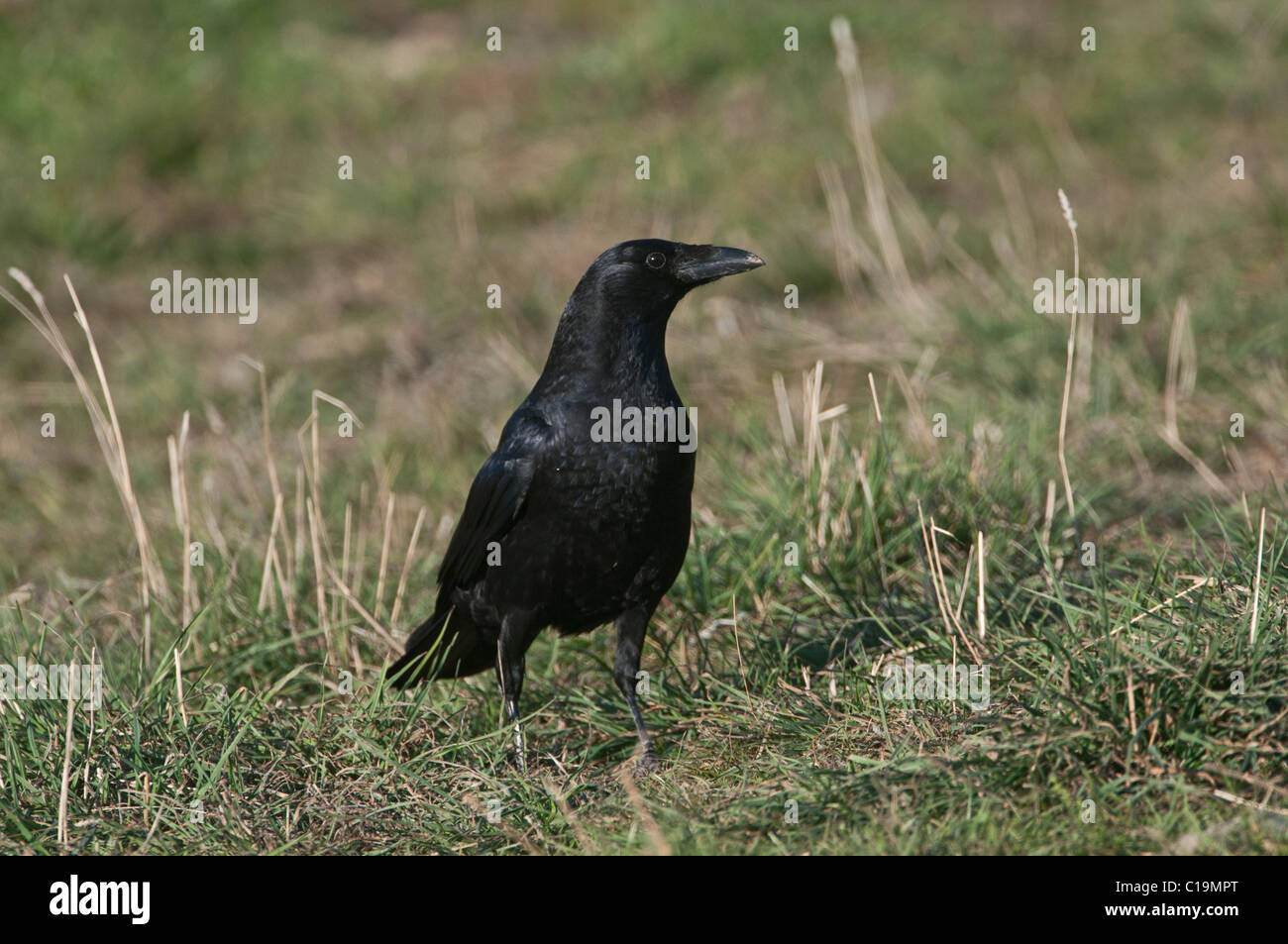 Carrion Crow Corvus corone Spagna inverno Foto Stock