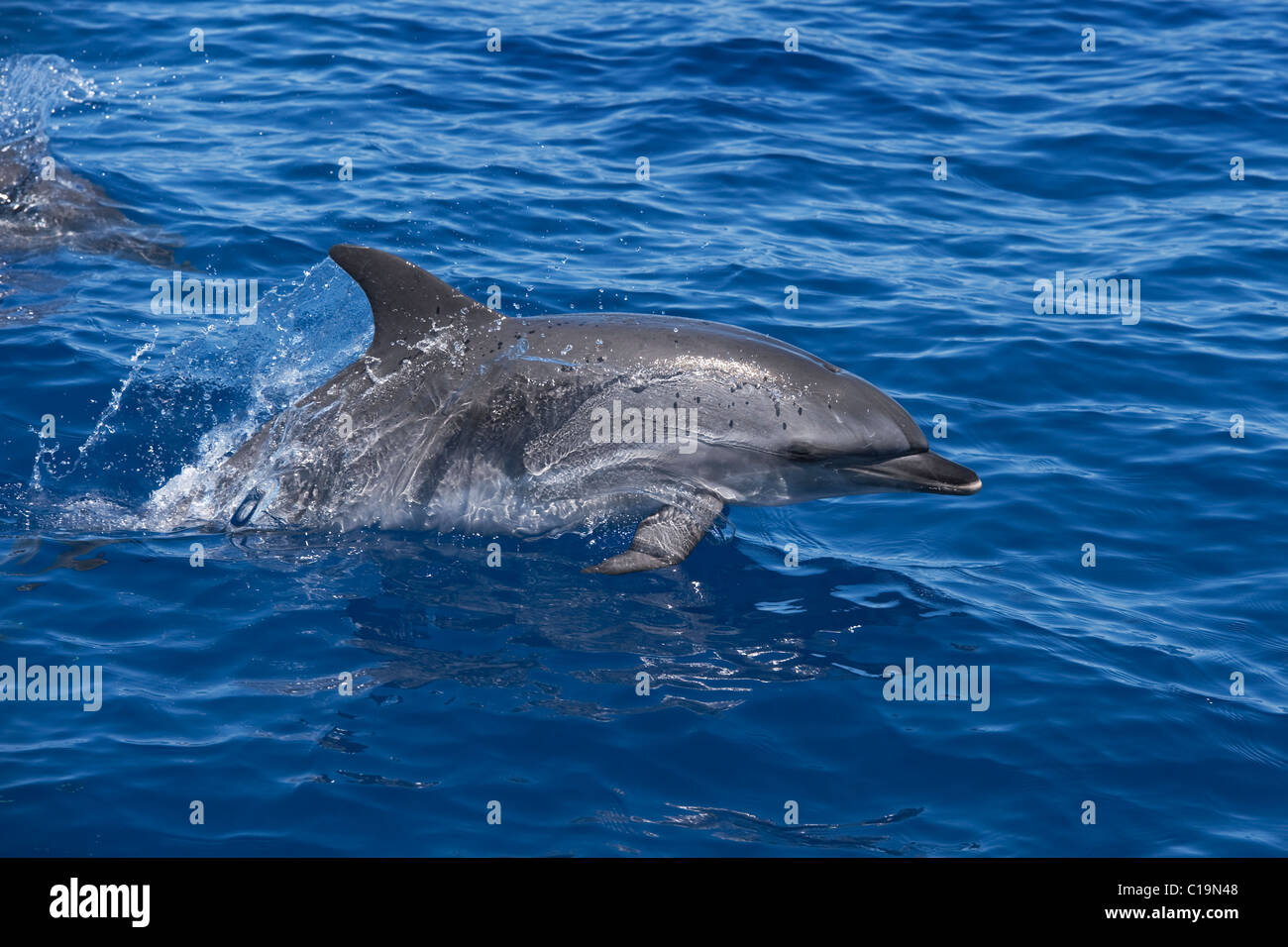 Macchiato atlantico (Delfino Stenella frontalis) porpoising adulti. Azzorre, Oceano Atlantico. Foto Stock