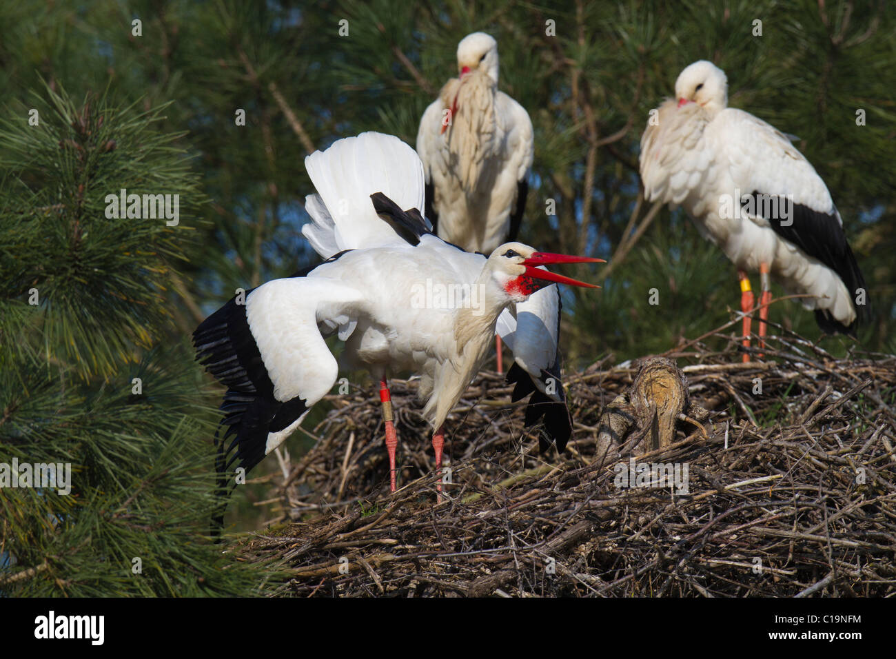 Cicogna bianca (Ciconia ciconia) visualizzati sul suo nido guardato da un altro paio di cicogne Foto Stock