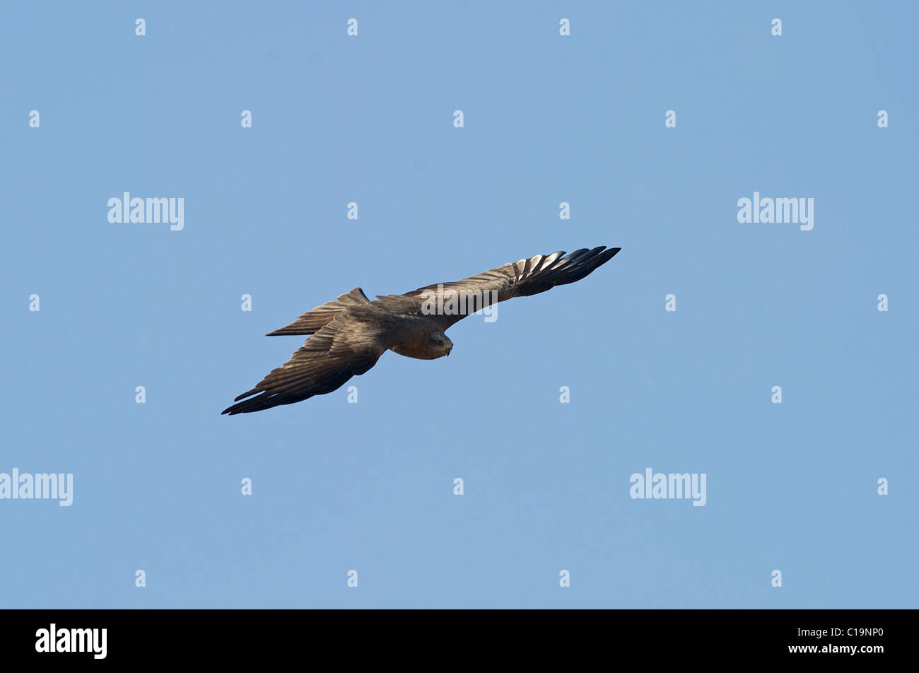 Nibbio bruno Milvus migrans Alfaro Spagna Giugno Foto Stock