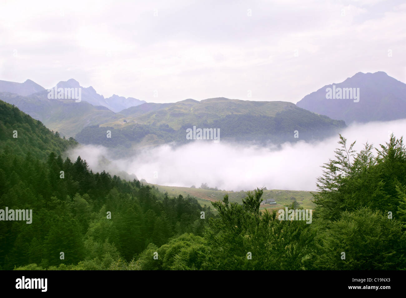 Montagne di nebbia foresta nebbia scenic natura paesaggio Foto Stock