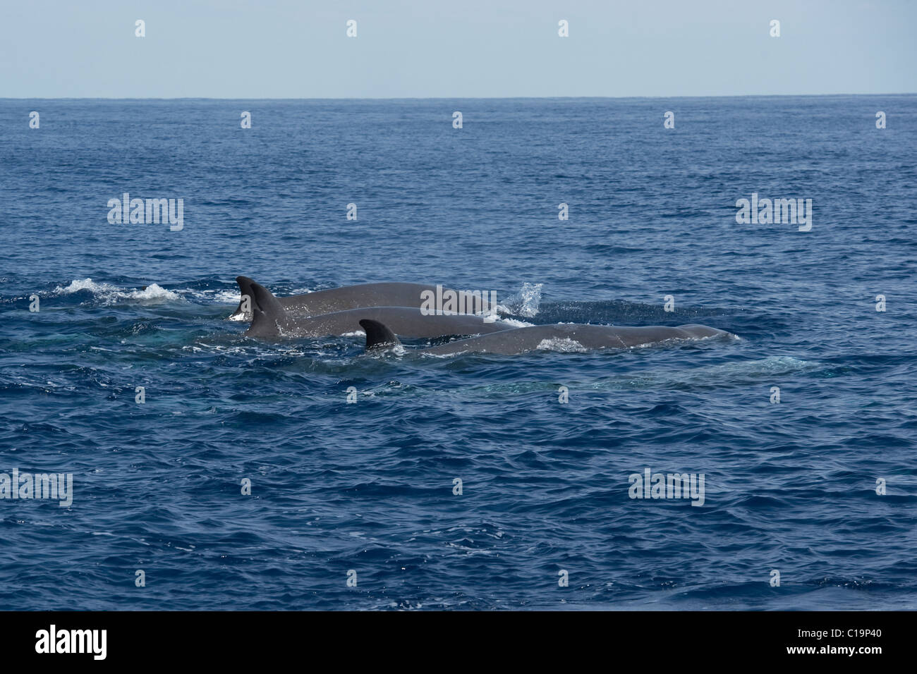 Northern tursiopi balena (Hyperoodon ampullatus) animali adulti affiorante, rare immagine inusuale. Azzorre, Oceano Atlantico. Foto Stock
