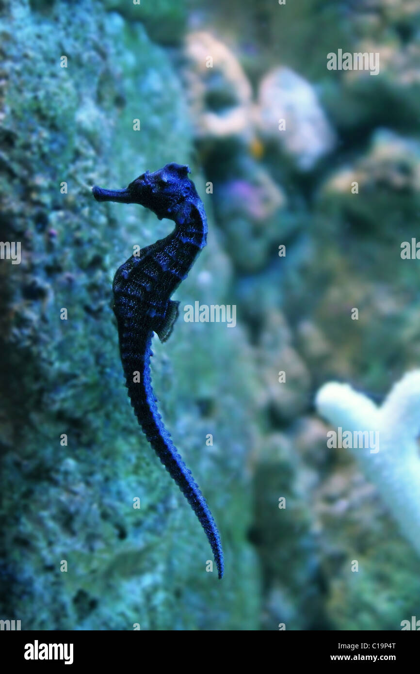 Hippocampus cavalluccio nuotare in acqua soft focus Foto Stock