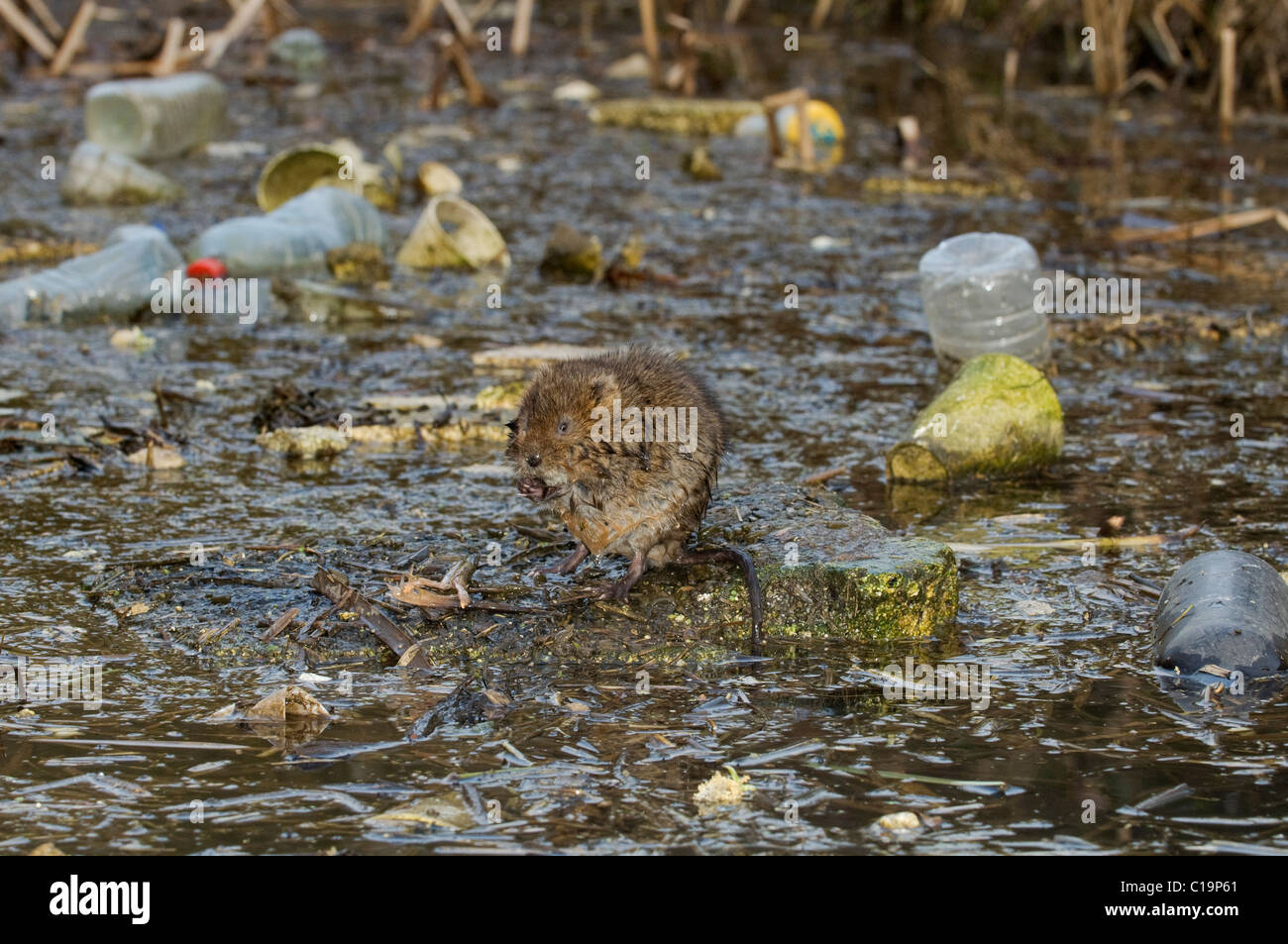 Fossa d'acqua (Arvicola anfibio), in un fosso di drenaggio riempito di plastica e di lettiera. Kent, Regno Unito Foto Stock