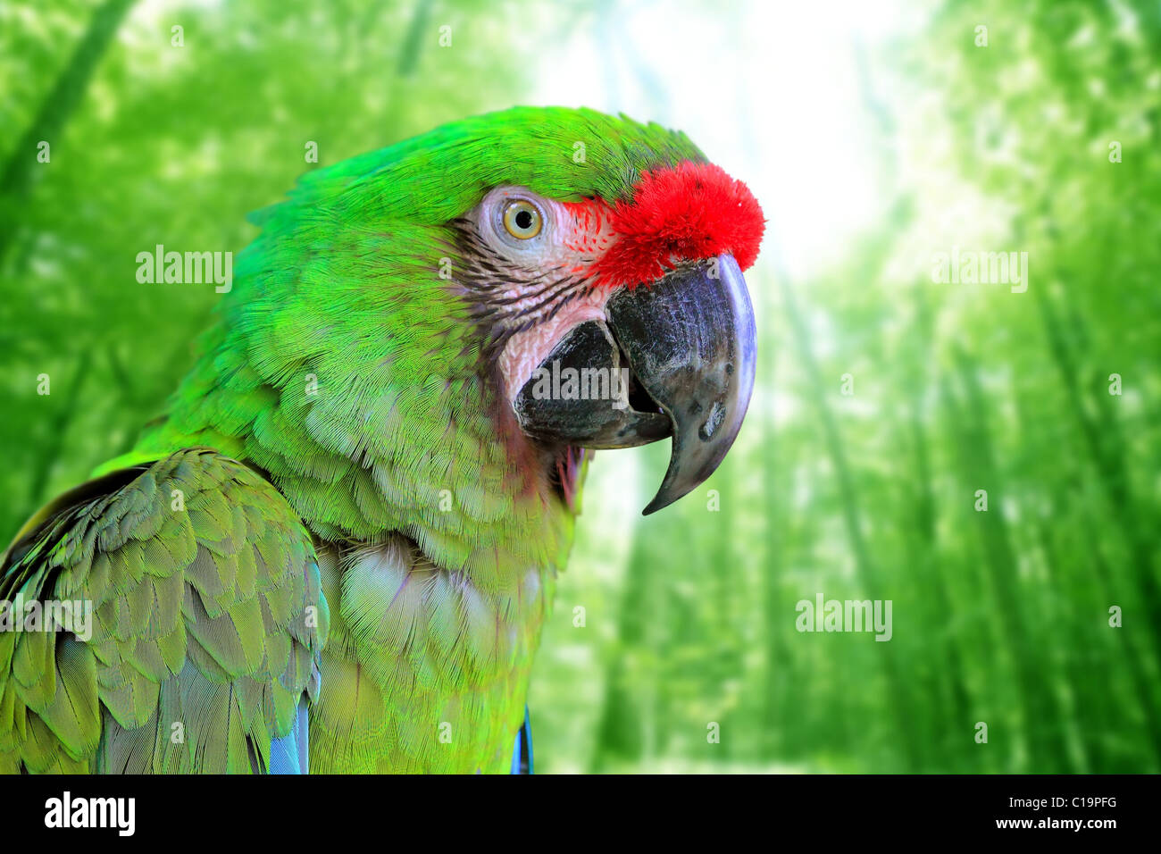 Ara Militaris militare Macaw pappagallo verde america del sud e centrale Foto Stock