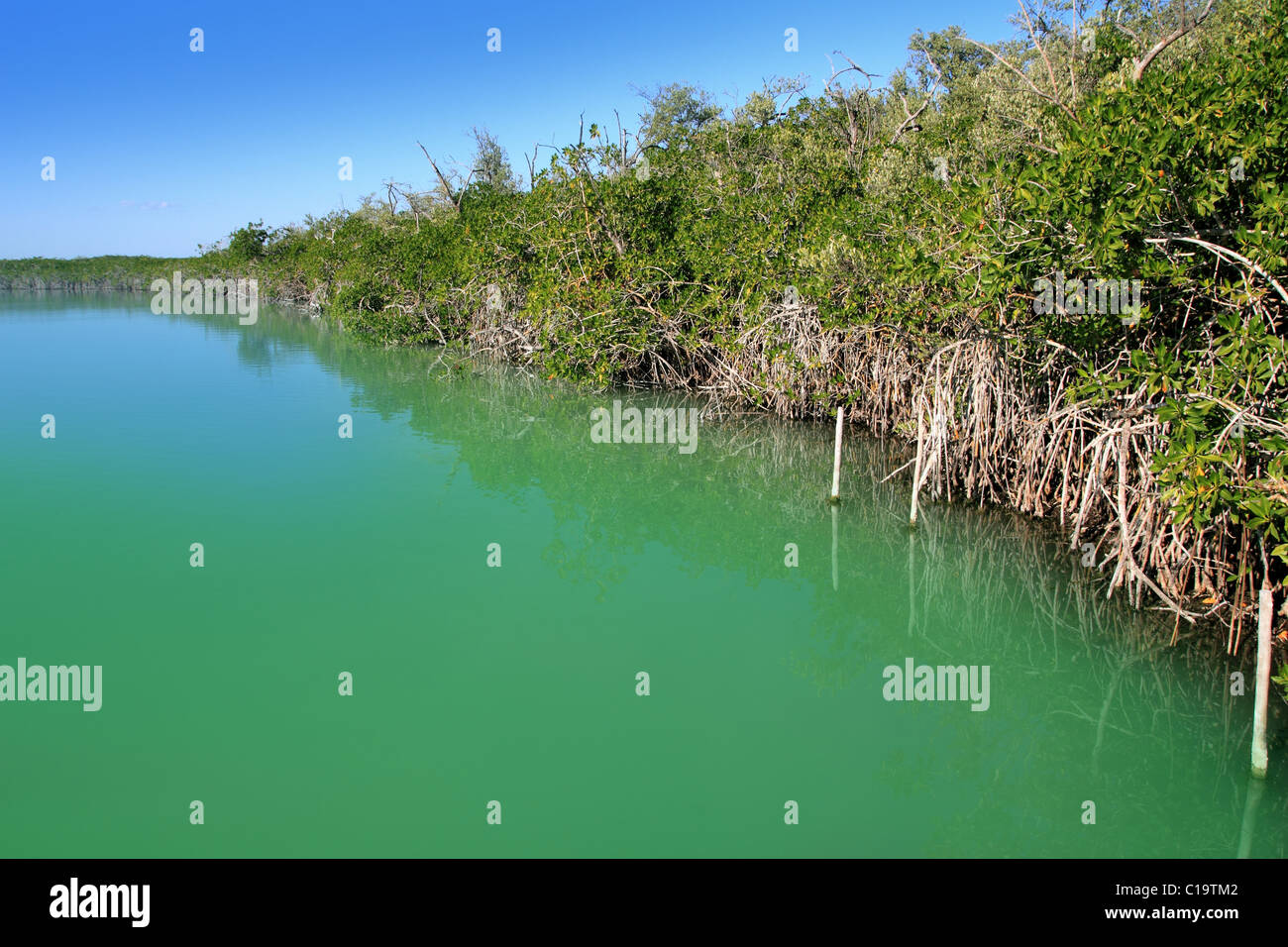 Laguna riva di mangrovie in Riviera Maya Foto Stock