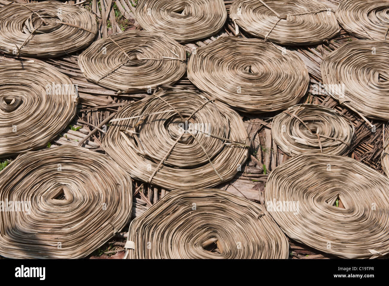 Angolo di alta vista del tessuto essiccato di foglie di noce di cocco, Kochi, Kerala, India Foto Stock