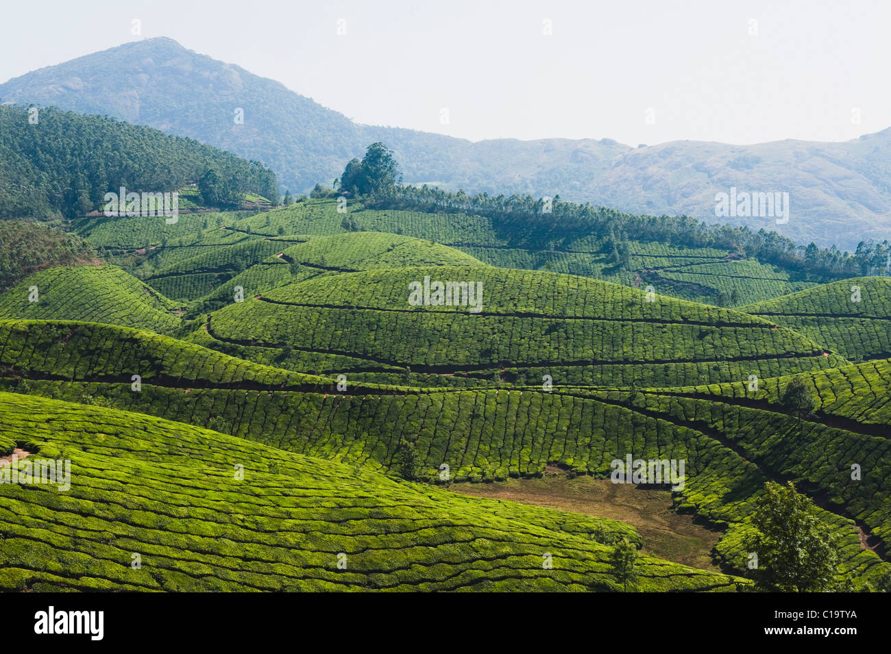 La piantagione di tè, Munnar, Idukki, Kerala, India Foto Stock