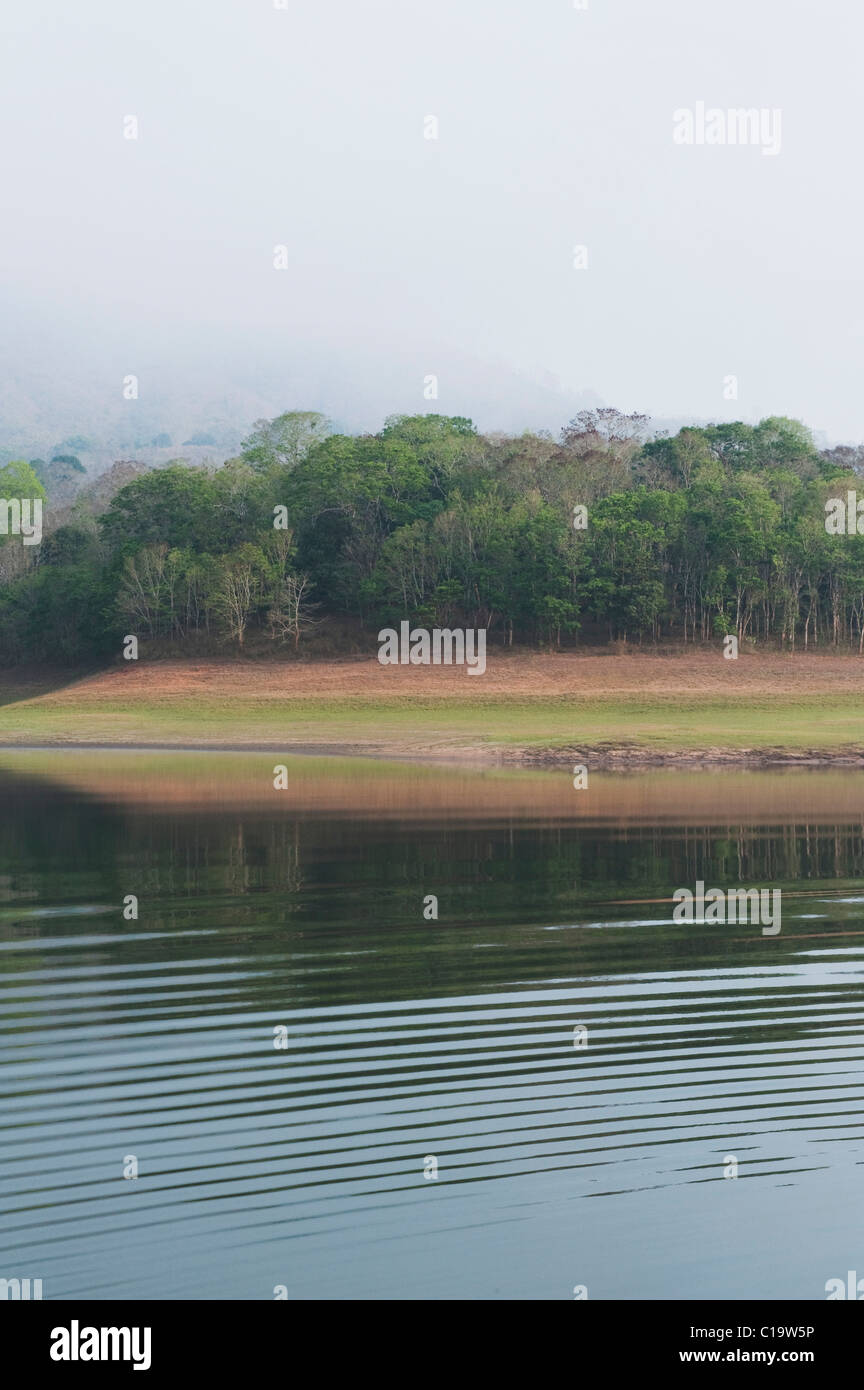 Gli alberi in una foresta, Thekkady Lago, Thekkady, Parco Nazionale del Periyar, Kerala, India Foto Stock