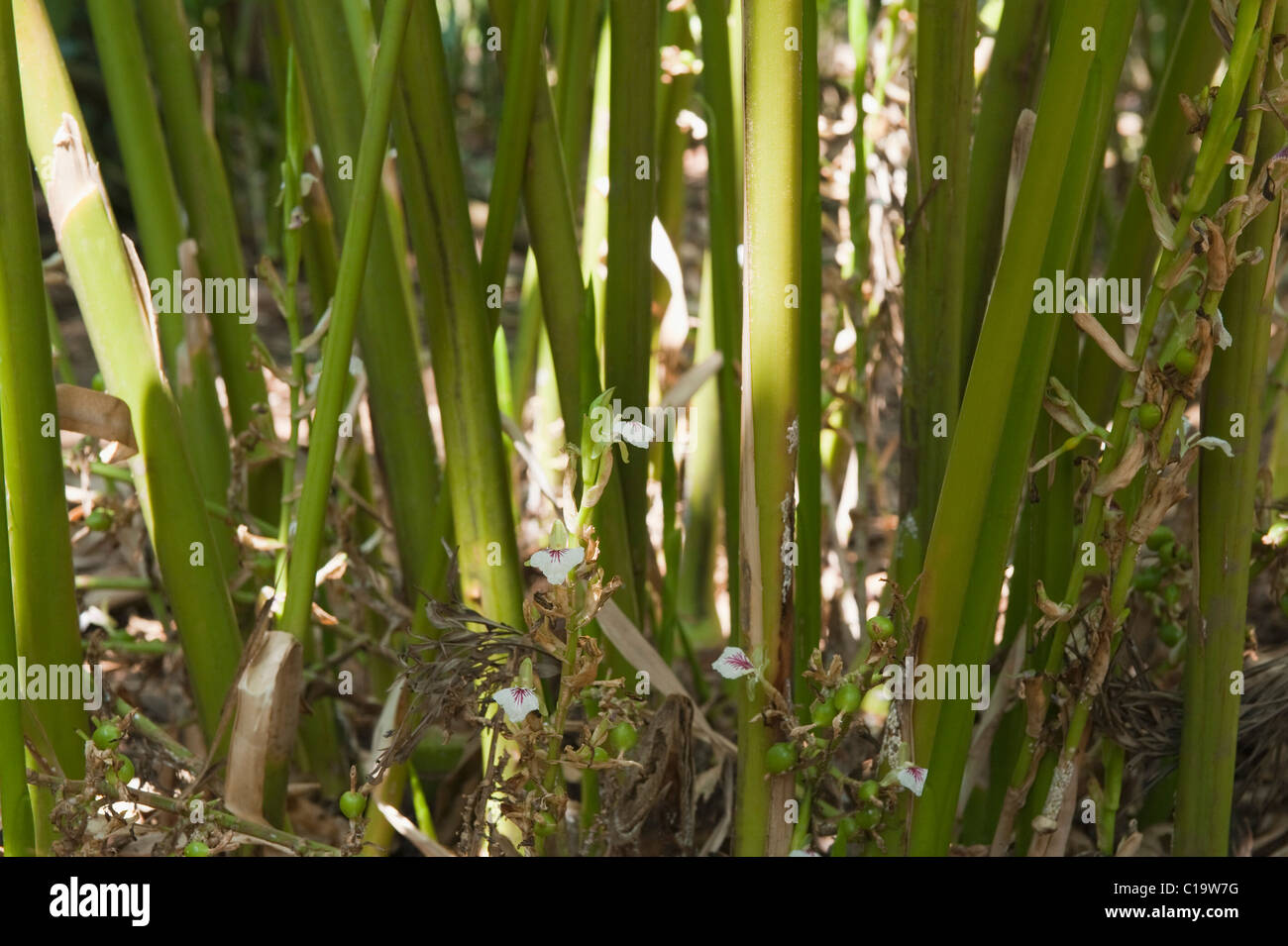 Close-up di piante, Thekkady, Parco Nazionale del Periyar, Kerala, India Foto Stock