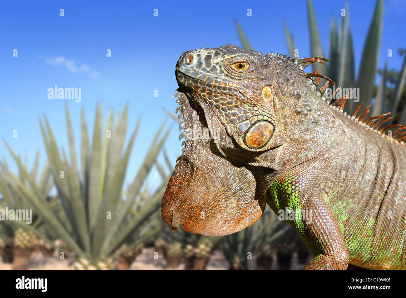 Iguana Messico in agave tequila campo vegetale cielo blu Foto Stock